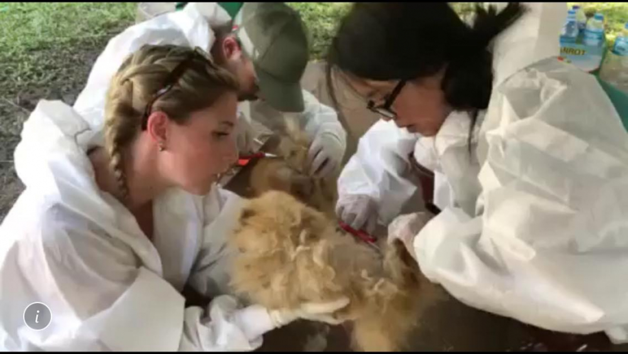 Inquiry launched after rescue of ailing dogs