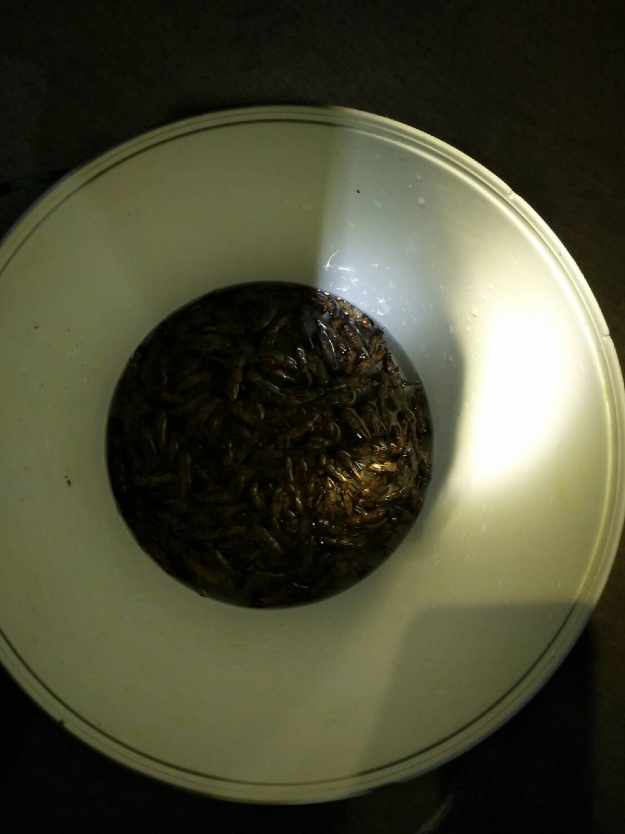 Villagers use YouTube clips to catch edible insect