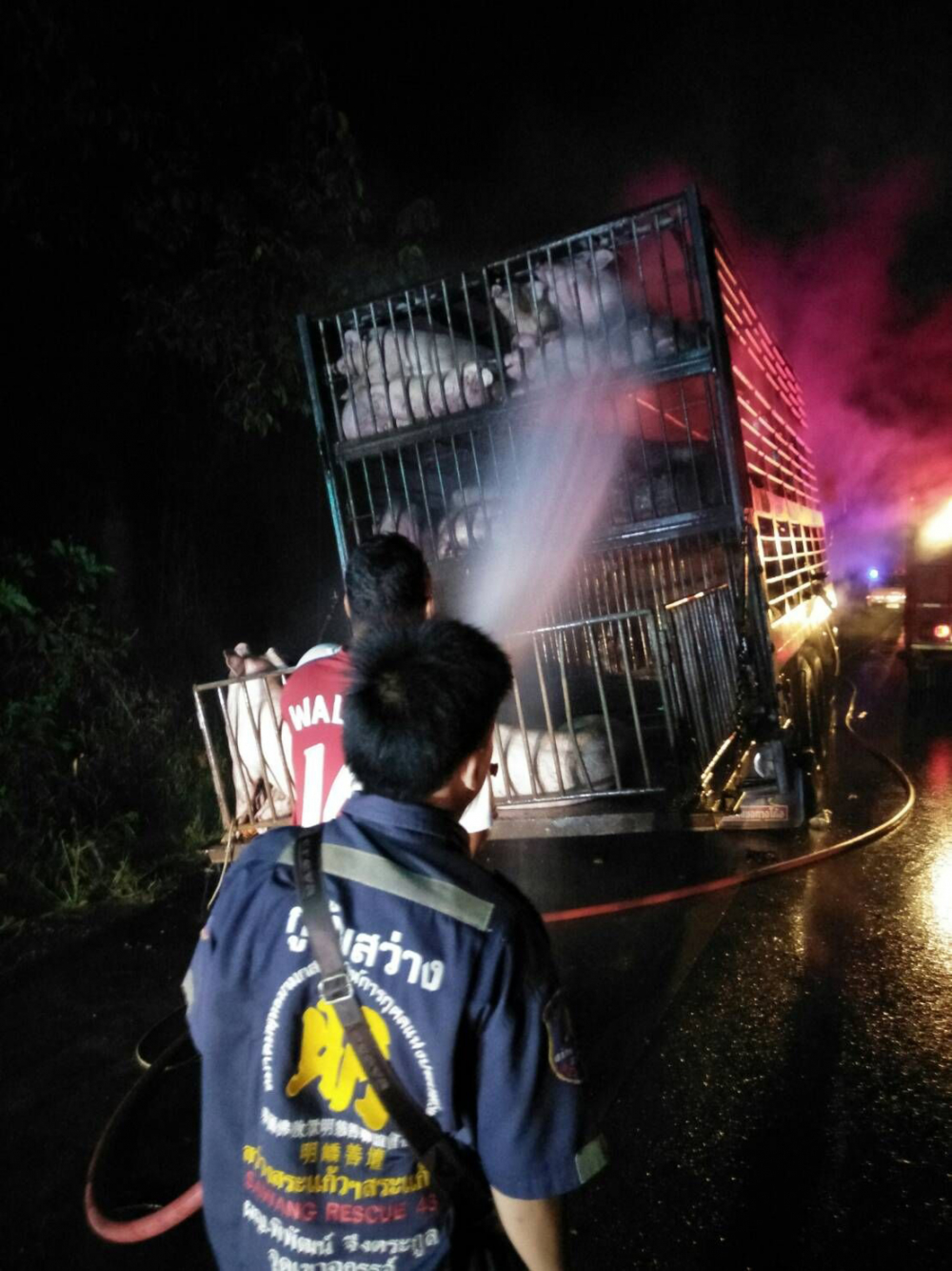 Load of pigs burned to death in Sa Kaew truck fire