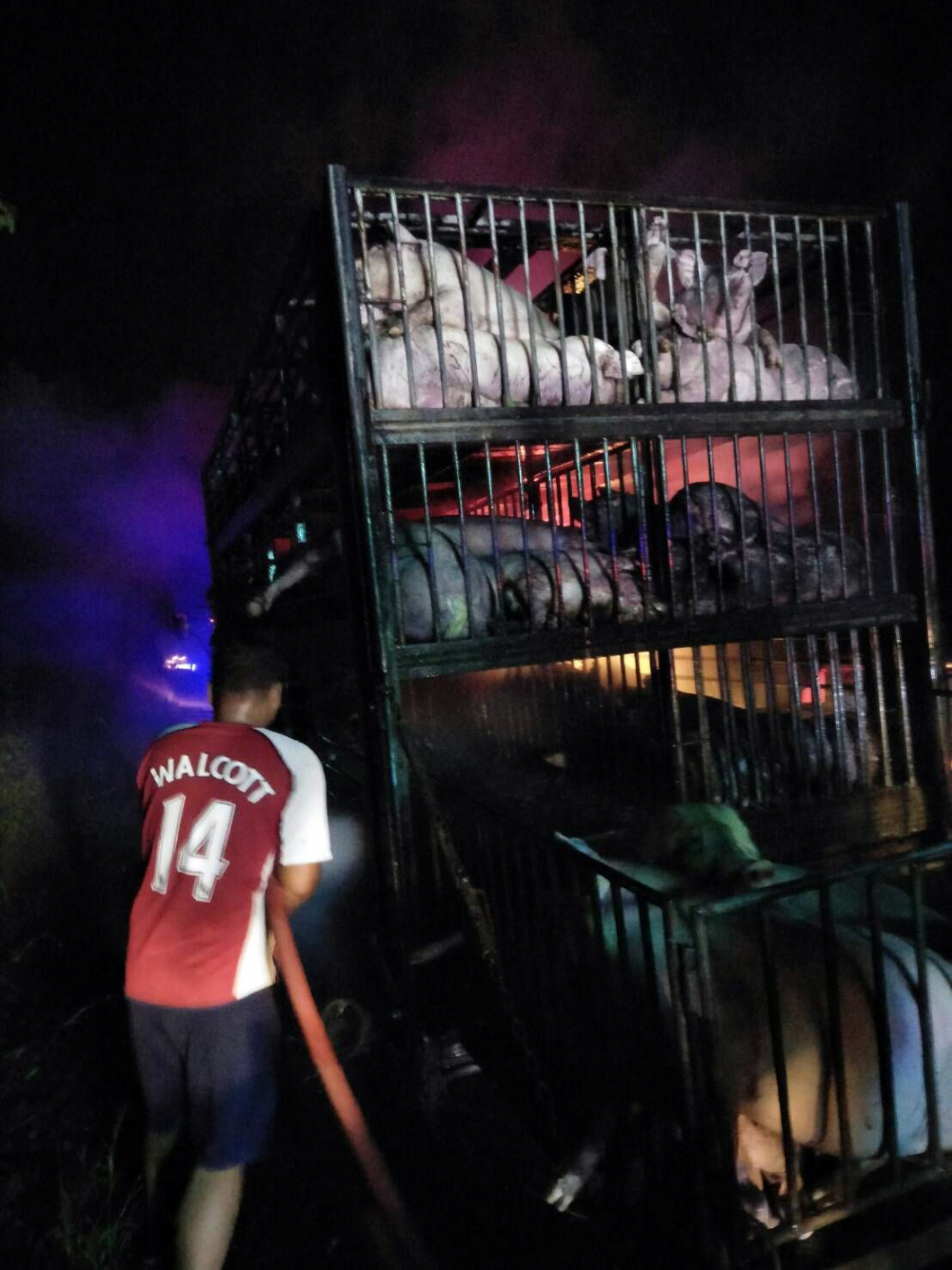 Load of pigs burned to death in Sa Kaew truck fire