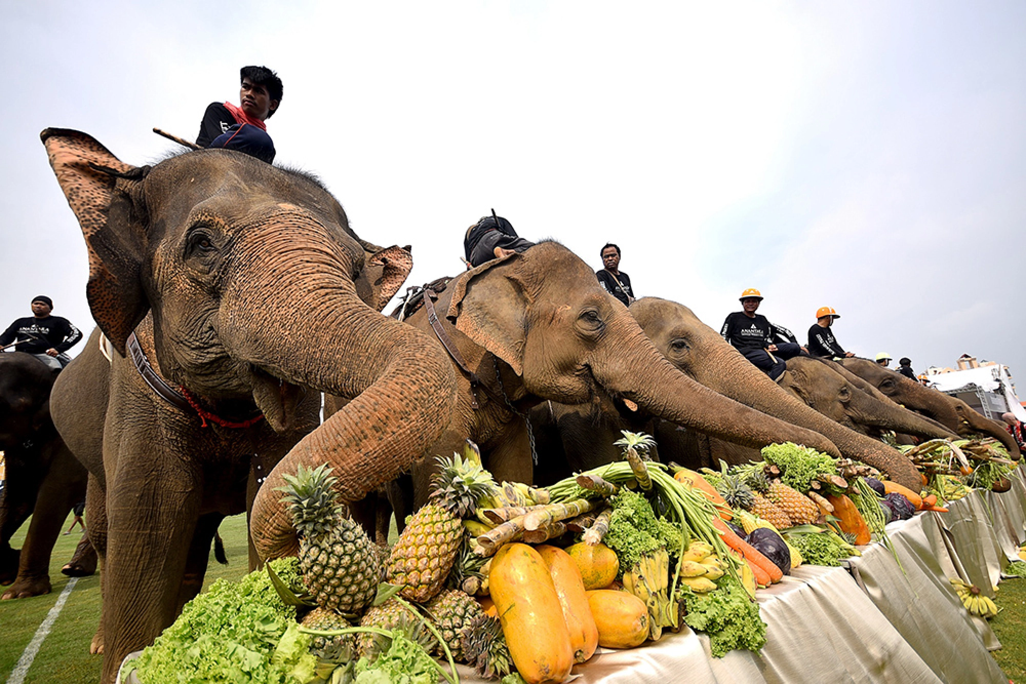 Pachyderms on the pitch