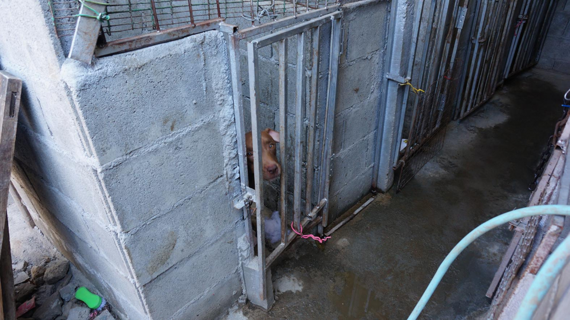 Police investigate as dogs rescued from Chiang Mai breeder