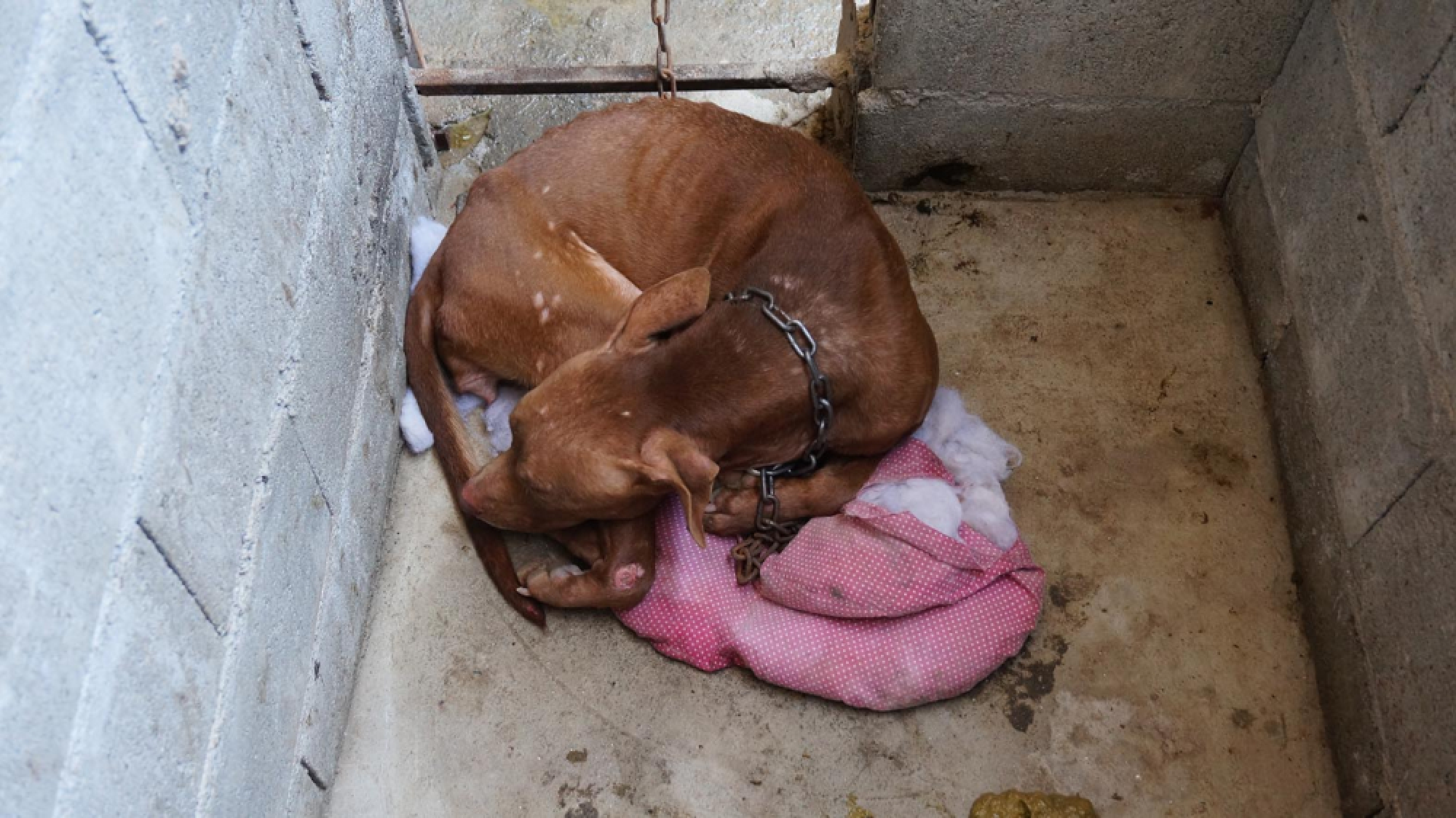 Police investigate as dogs rescued from Chiang Mai breeder