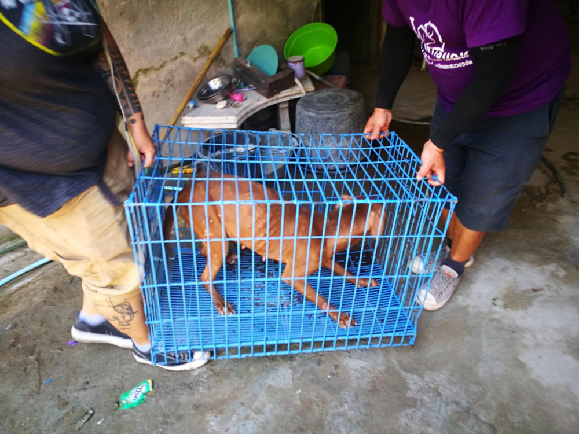Police investigate as dogs rescued from Chiang Mai breeder