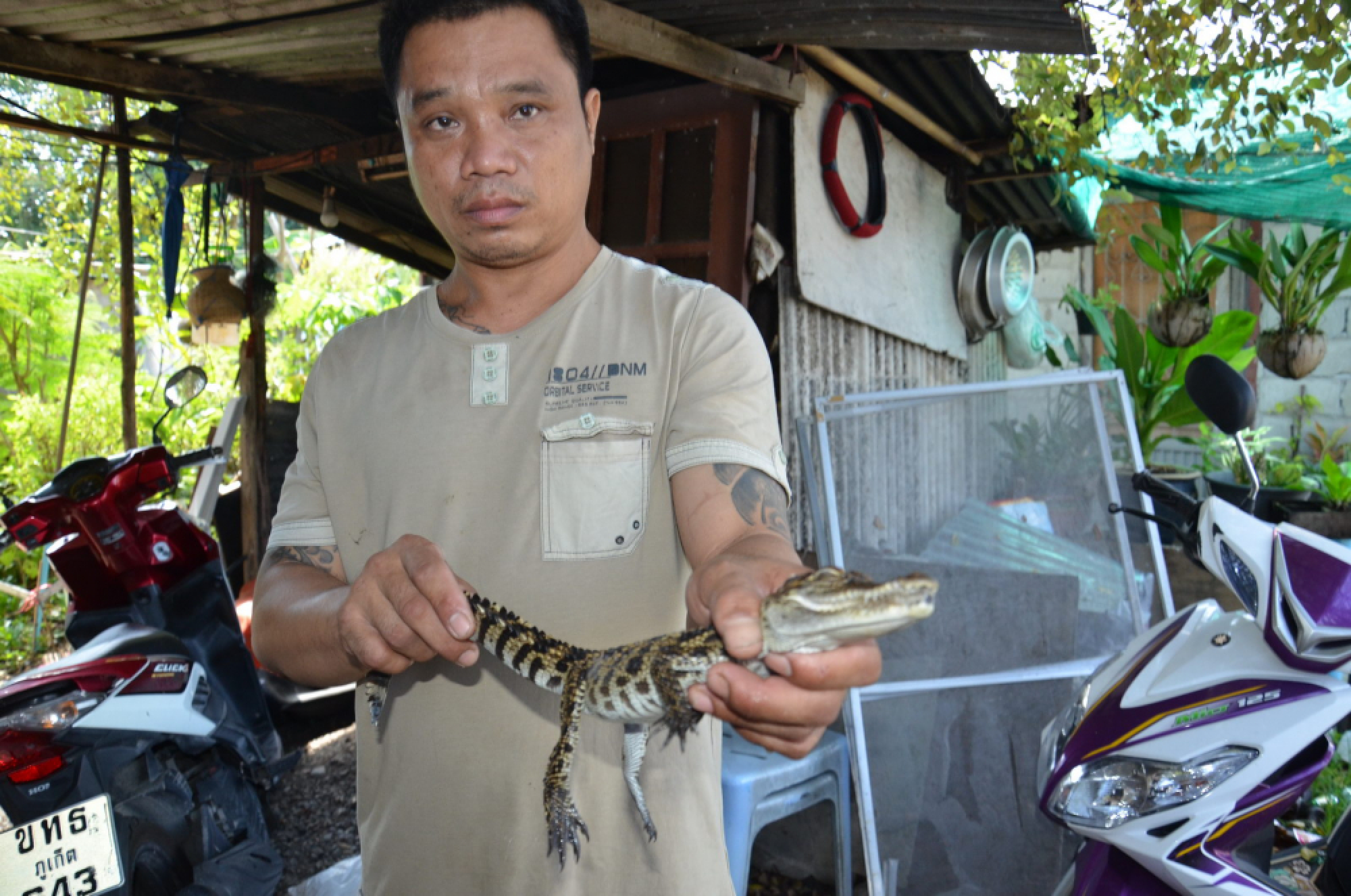 Baby crocodile found in Chalong mine