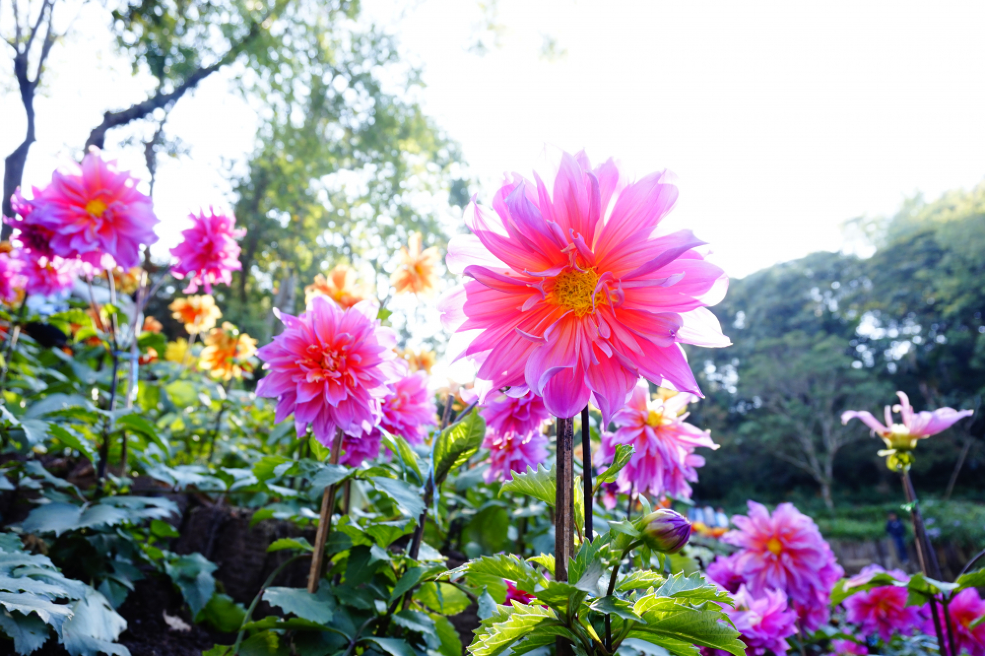 Over the hills and far away