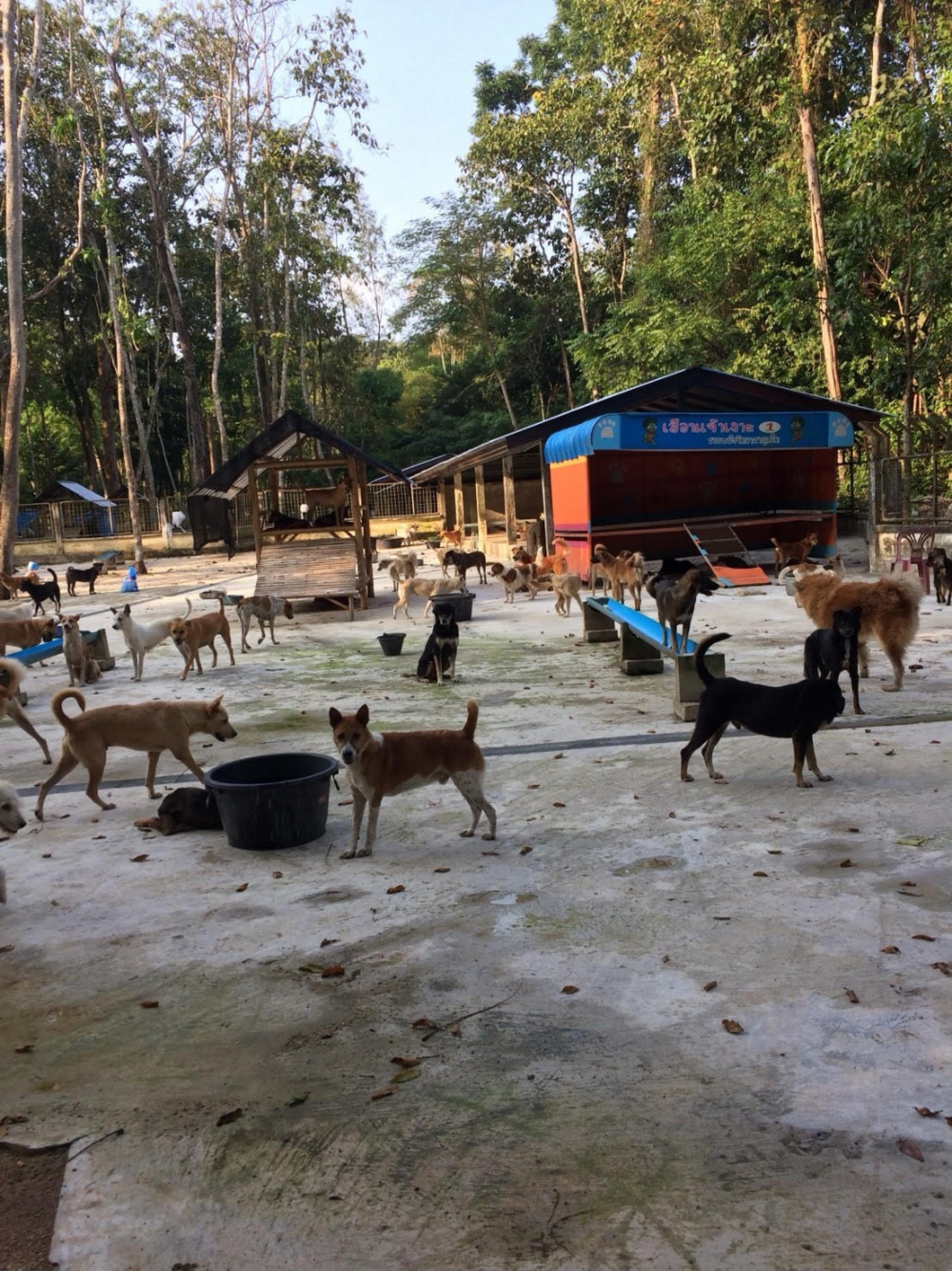 Bt8m budget sought for Phuket stray shelter