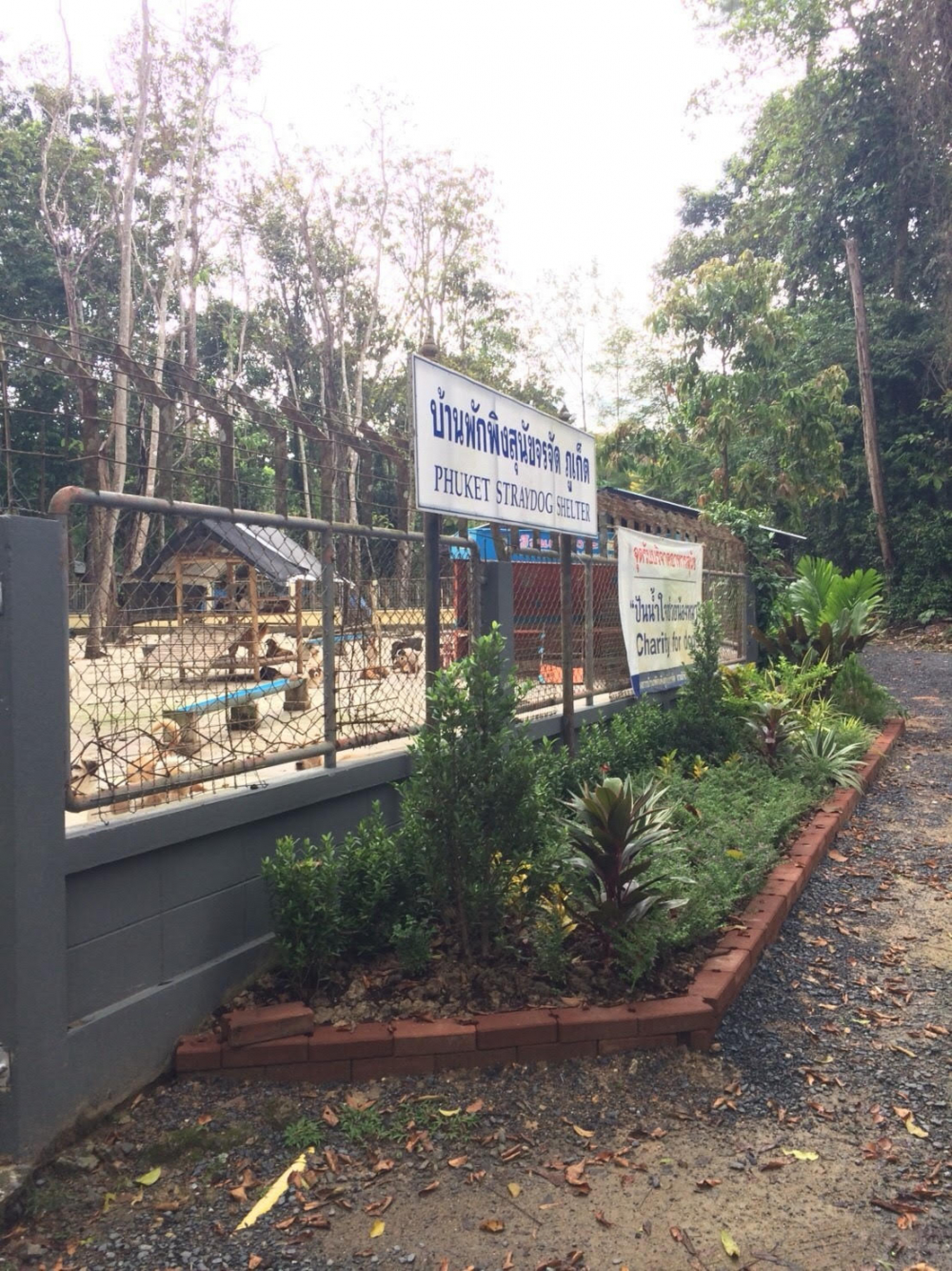 Bt8m budget sought for Phuket stray shelter