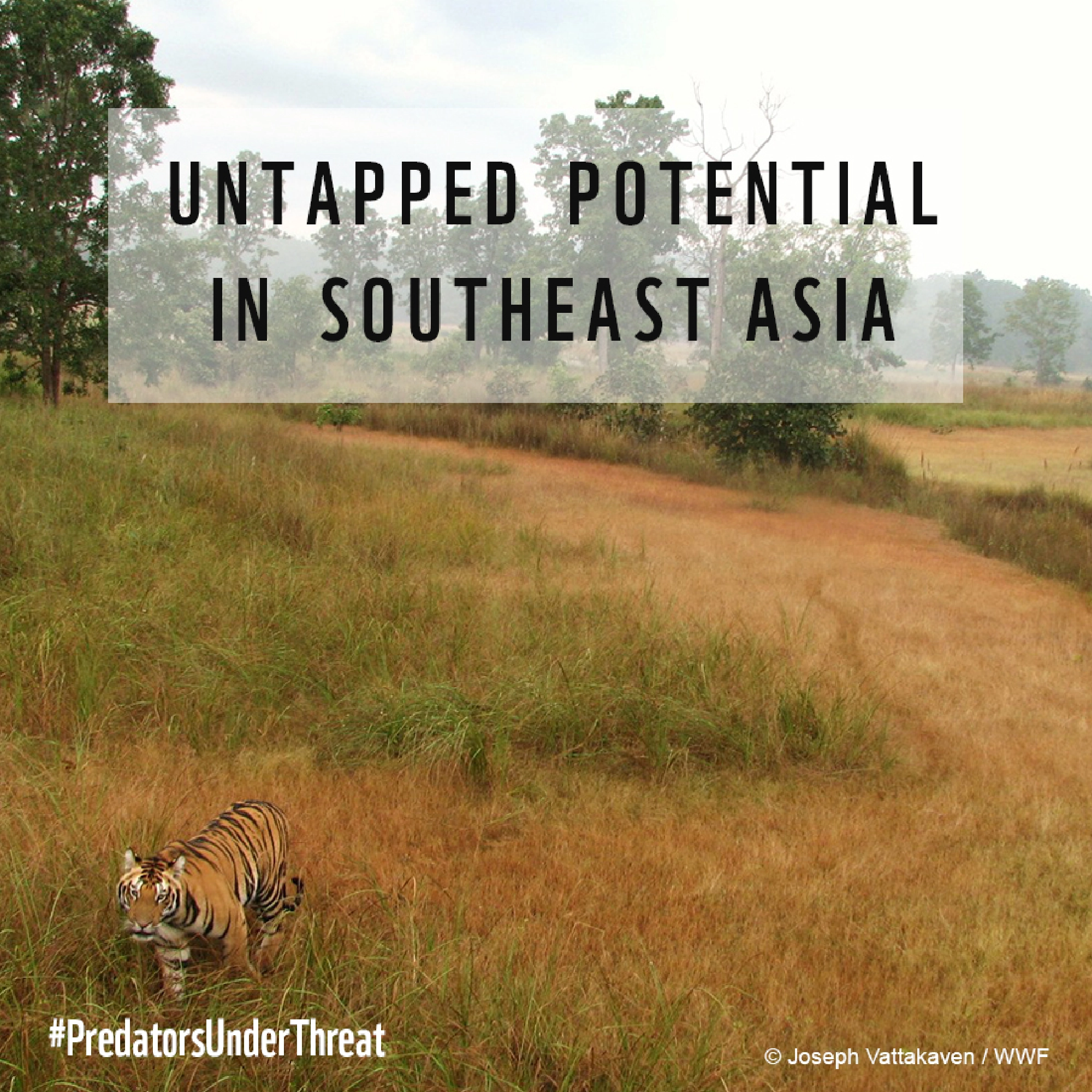 Tigers at risk in SE Asian reserves, says survey
