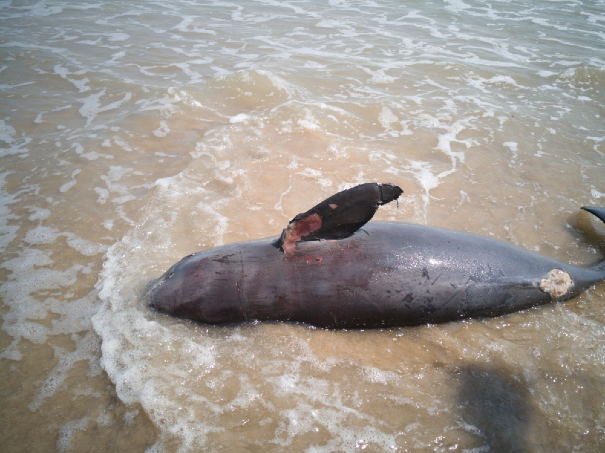 Finless porpoise’s carcass washes ashore in Surat Thani