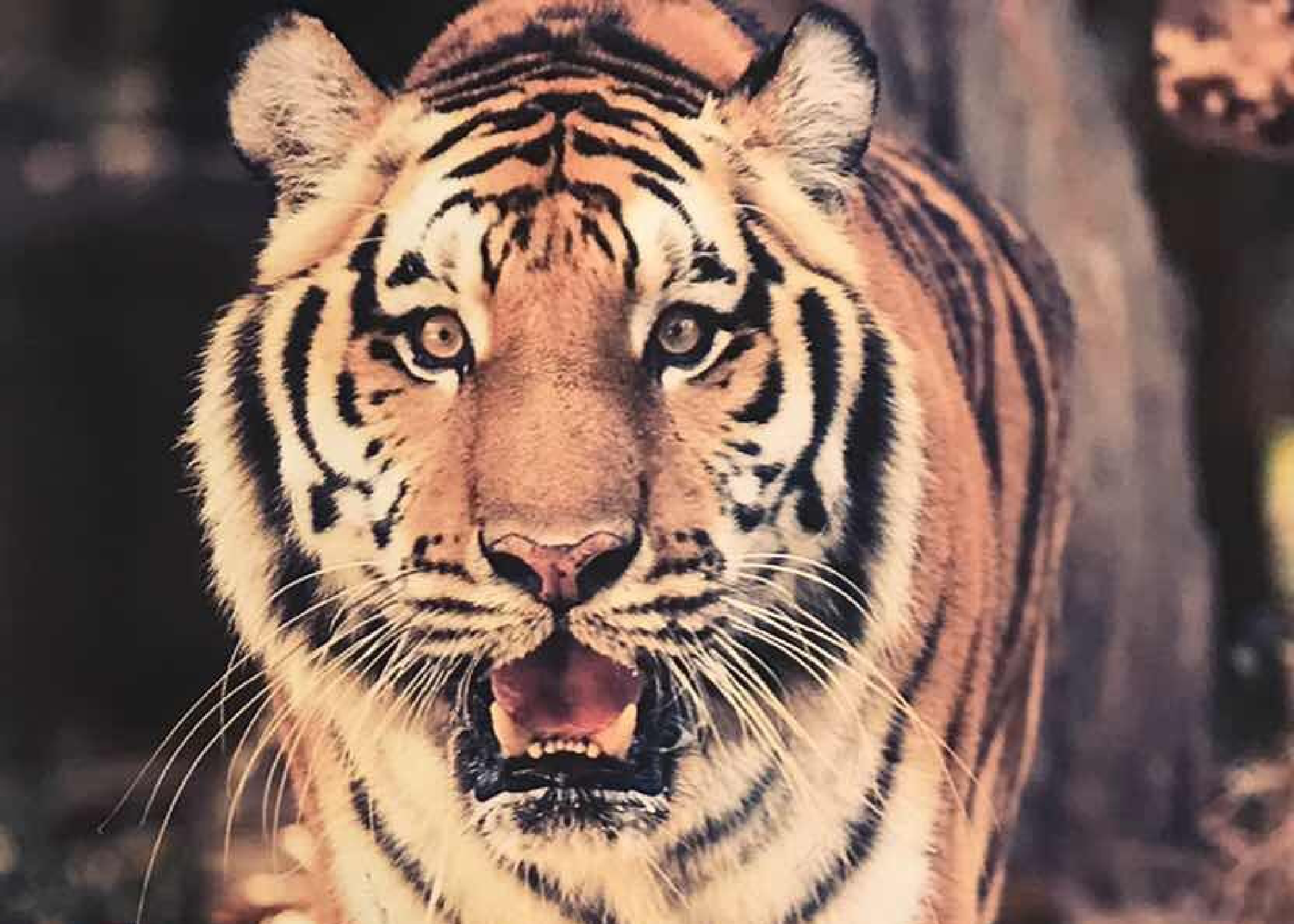 Activist demands answers over death of Siberian tiger at zoo