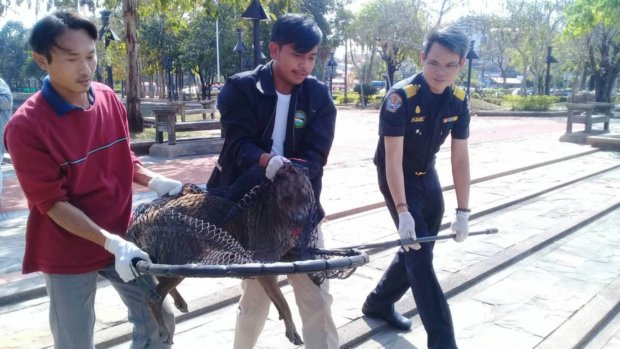 Anti-rabies campaign sweeps Buri Ram after dog attack