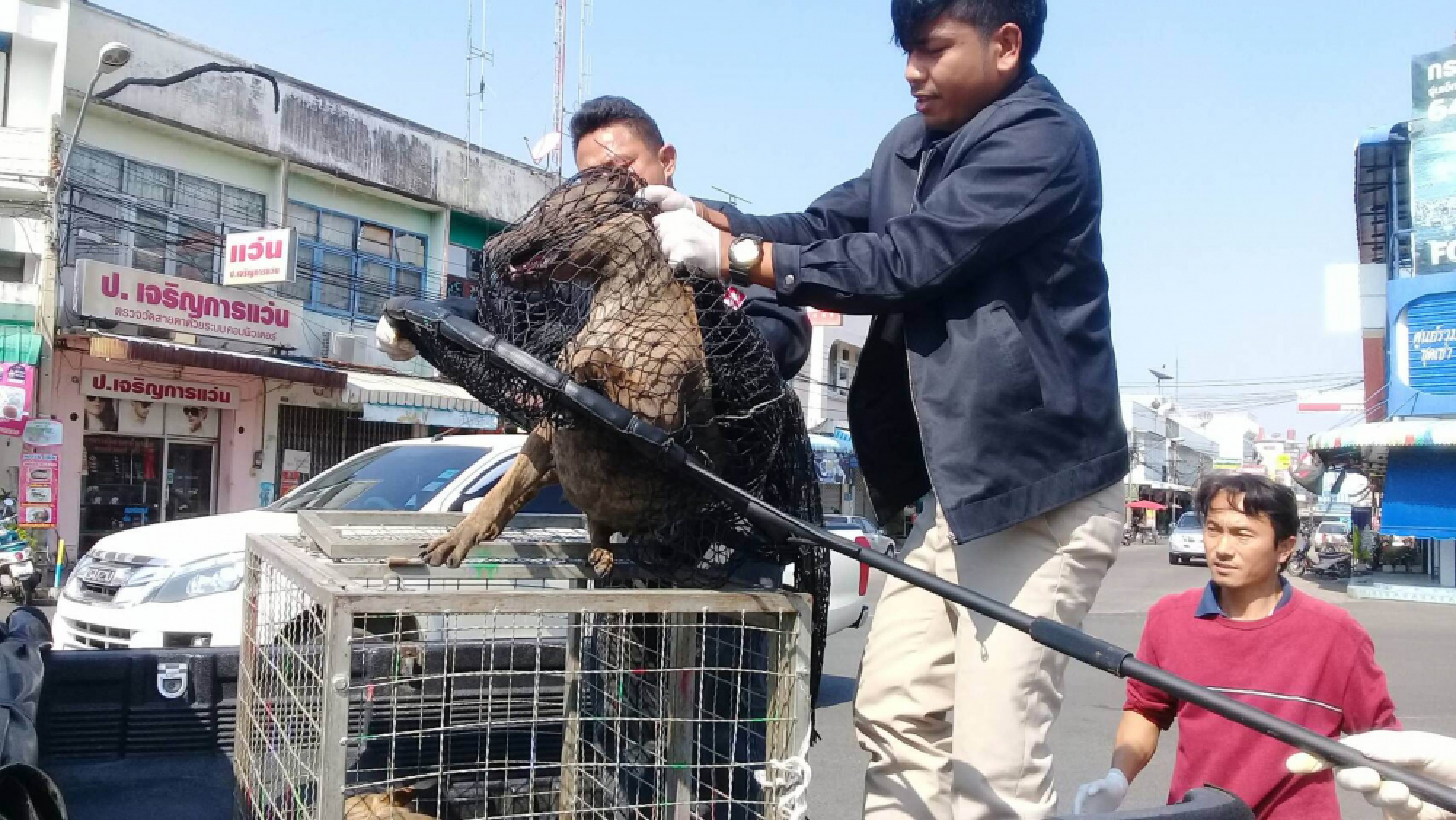 Anti-rabies campaign sweeps Buri Ram after dog attack