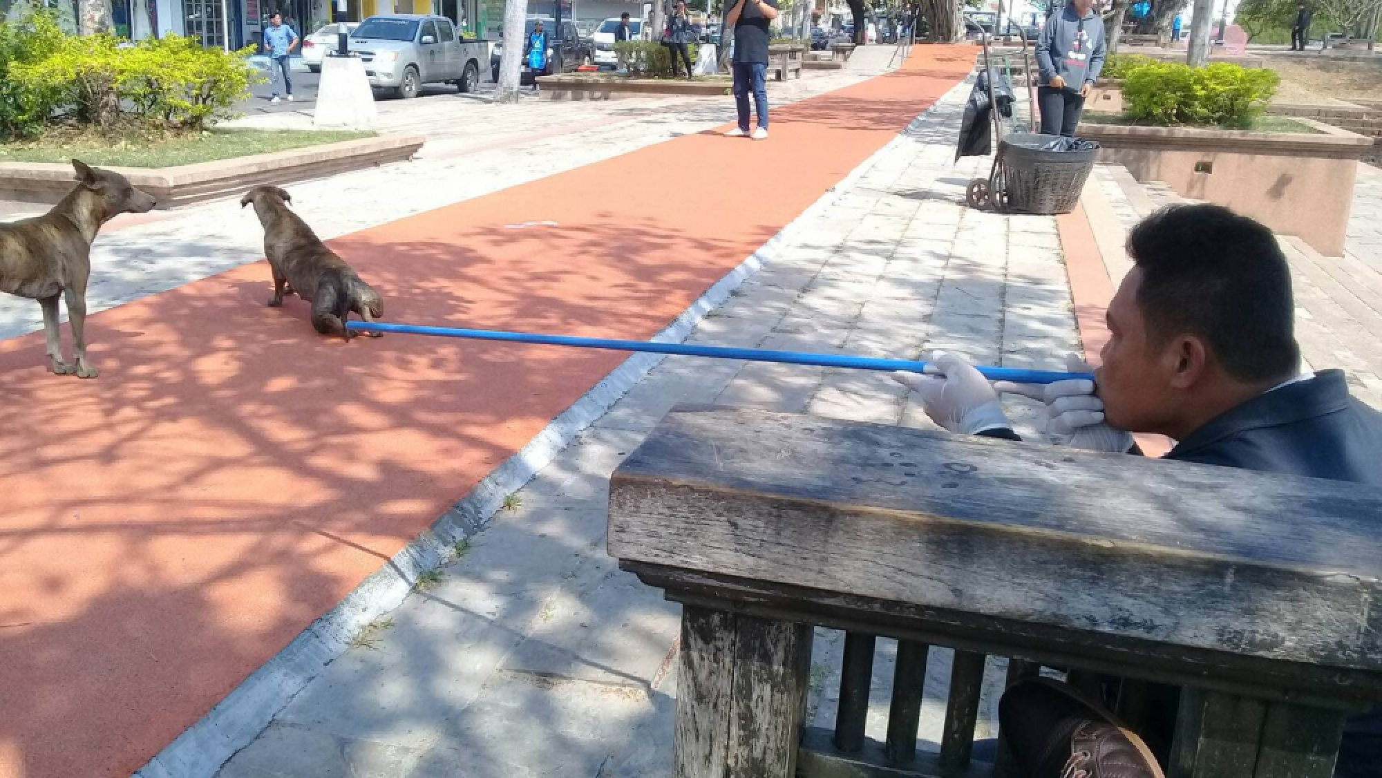 Anti-rabies campaign sweeps Buri Ram after dog attack