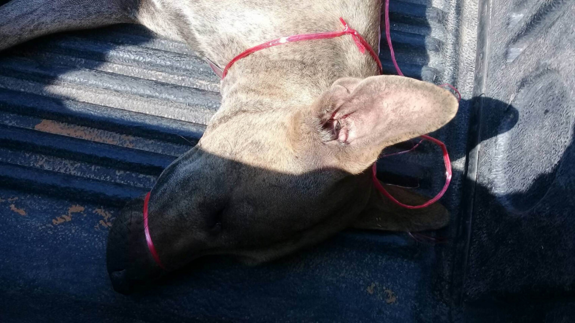 Anti-rabies campaign sweeps Buri Ram after dog attack