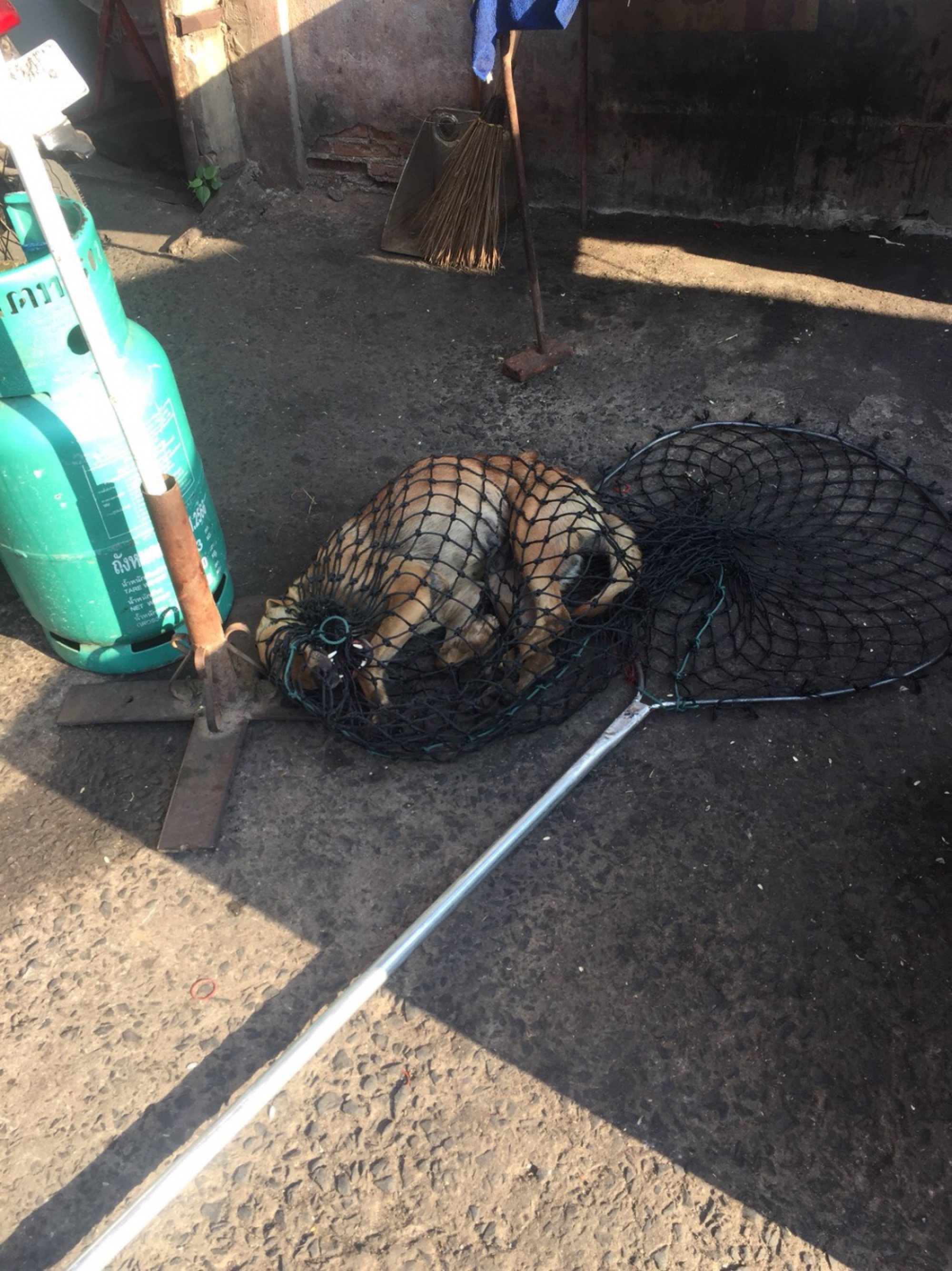 Anti-rabies campaign sweeps Buri Ram after dog attack