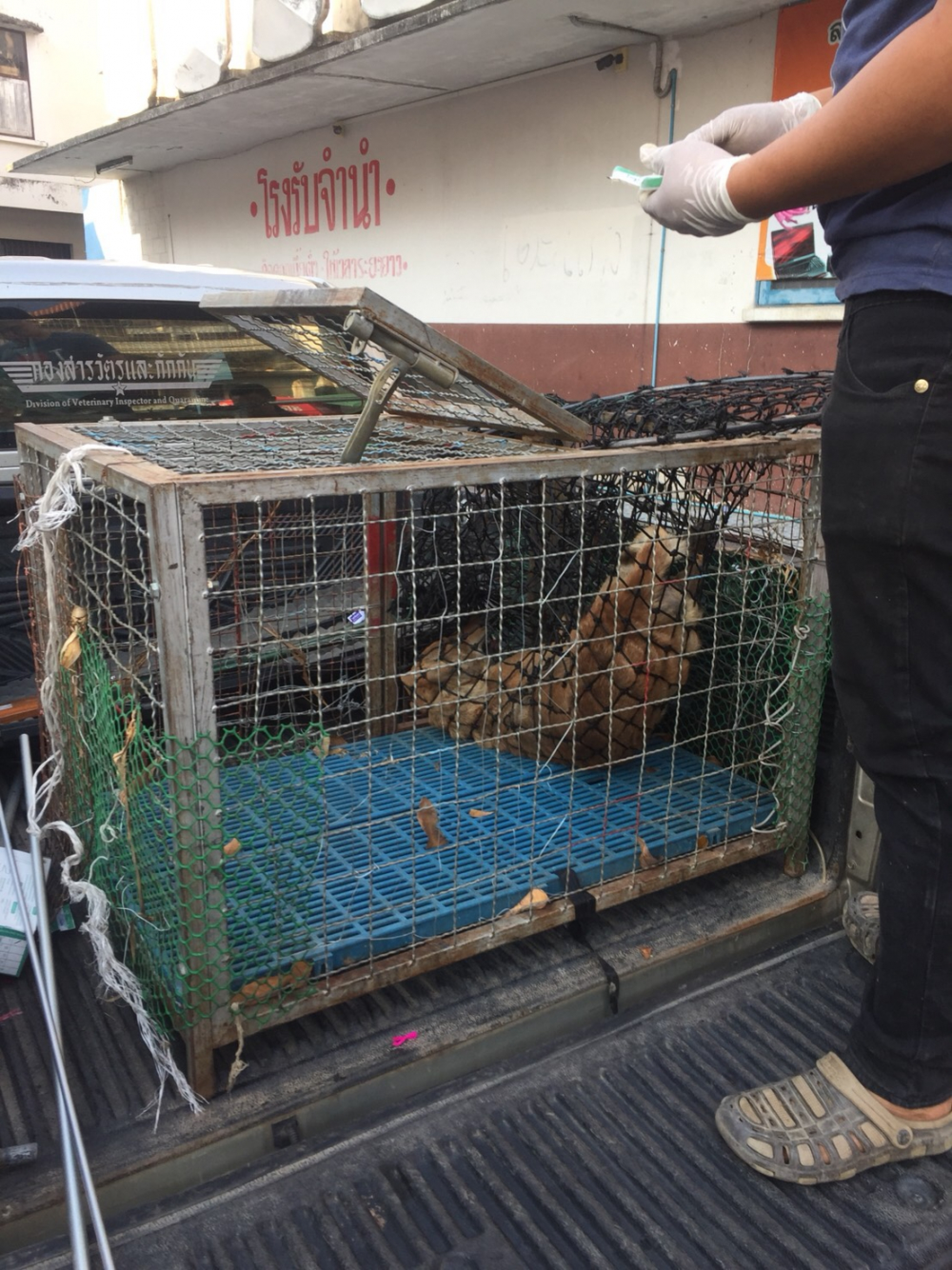 Anti-rabies campaign sweeps Buri Ram after dog attack