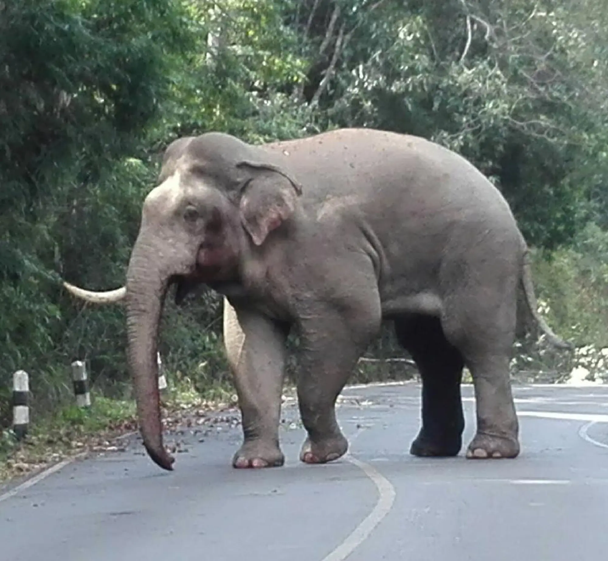 Tusk lost, eye blackened in Khao Yai elephant showdown