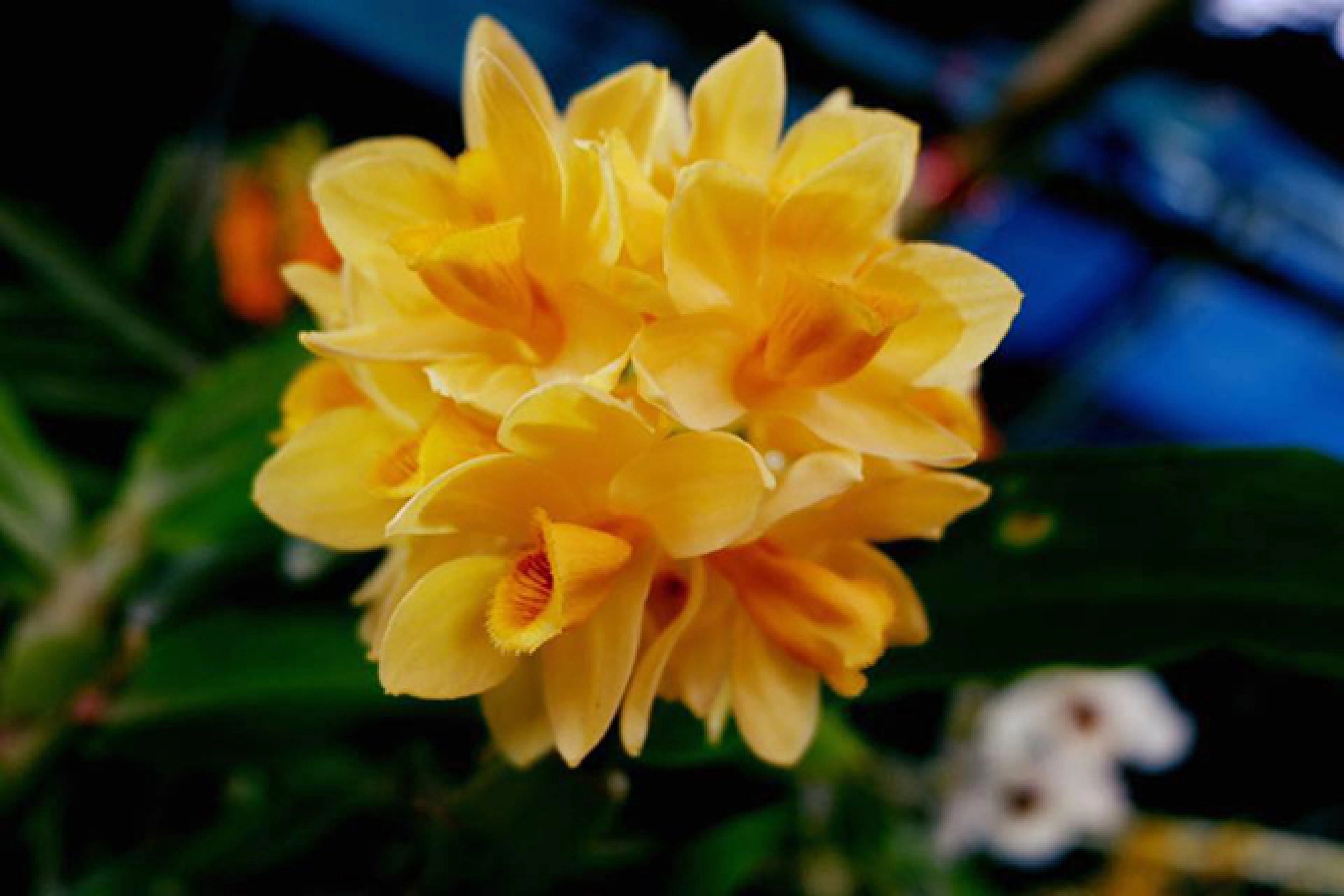 A celebration in orchids