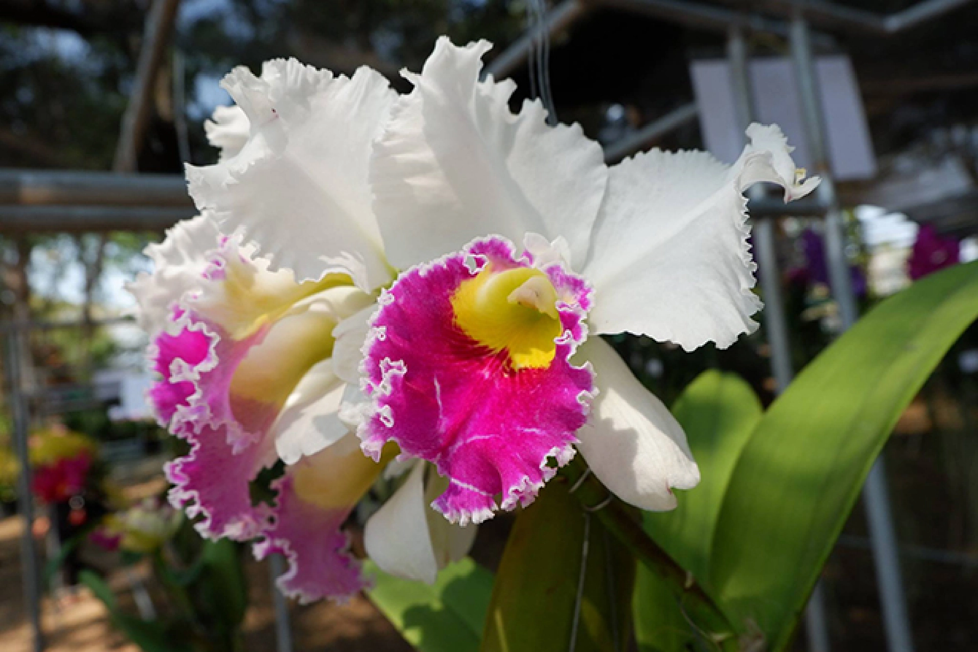 A celebration in orchids