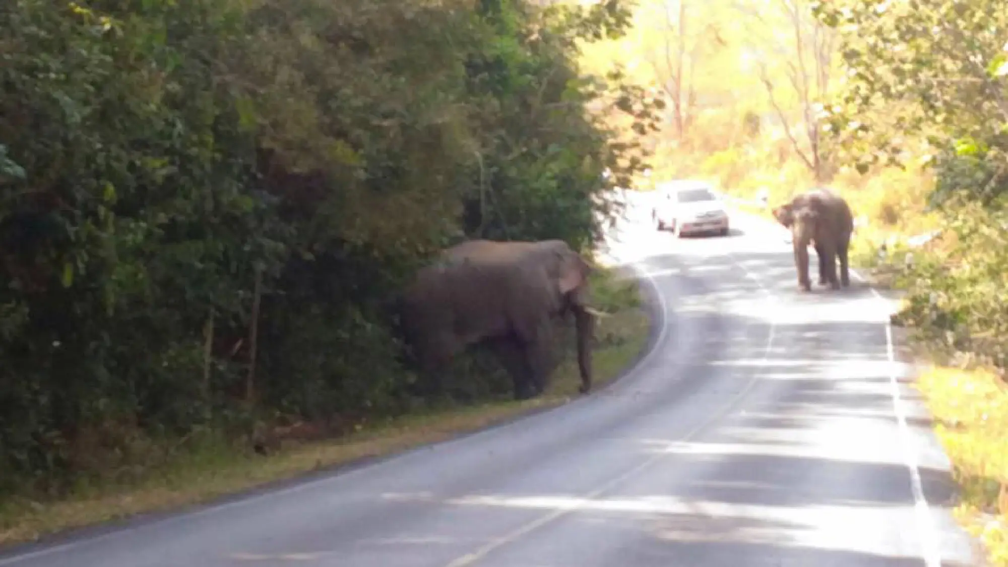 Tusk lost, eye blackened in Khao Yai elephant showdown