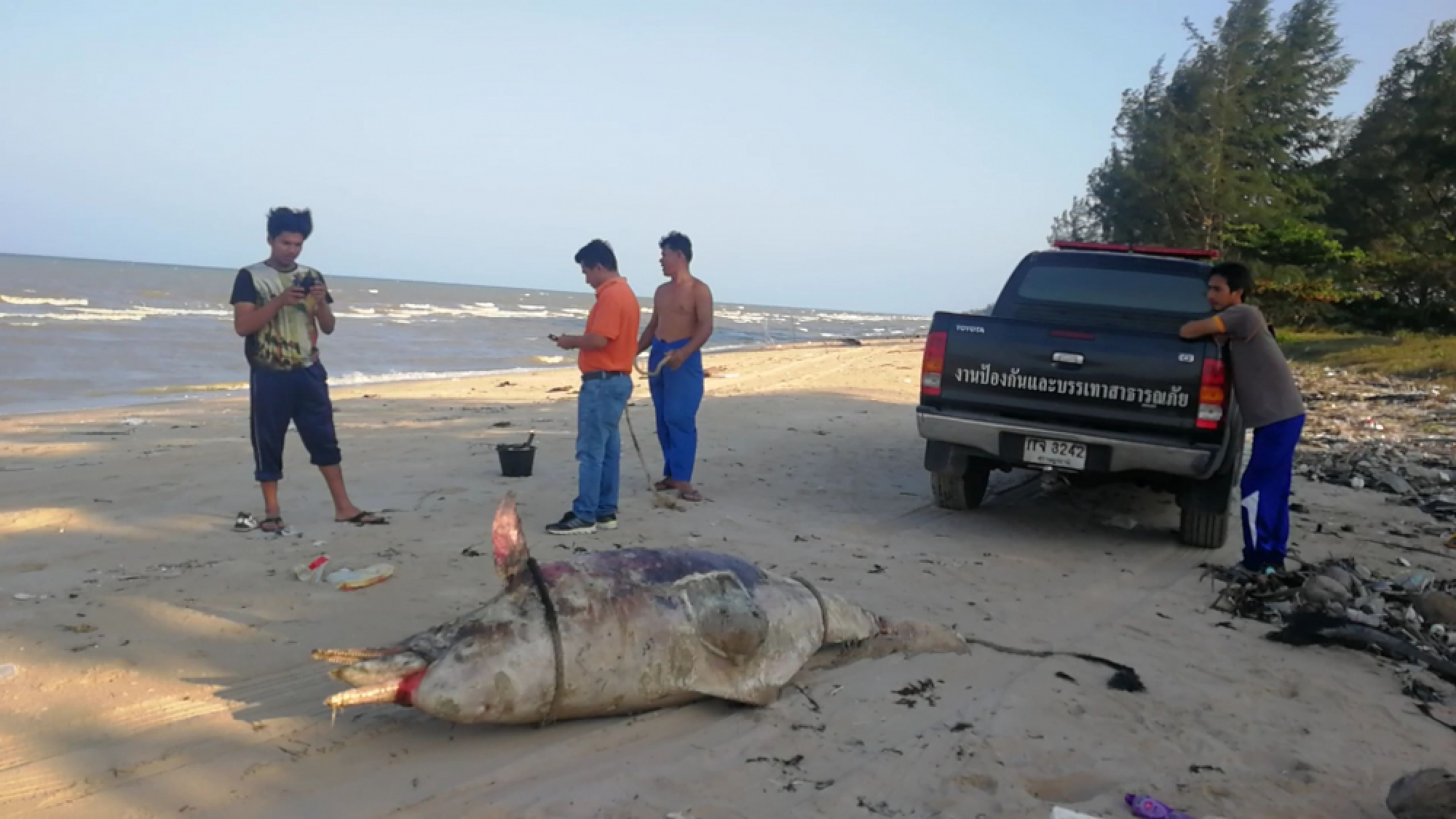 Bottlenose dolphin washes ashore in Surat Thani, third rare sea mammal this year