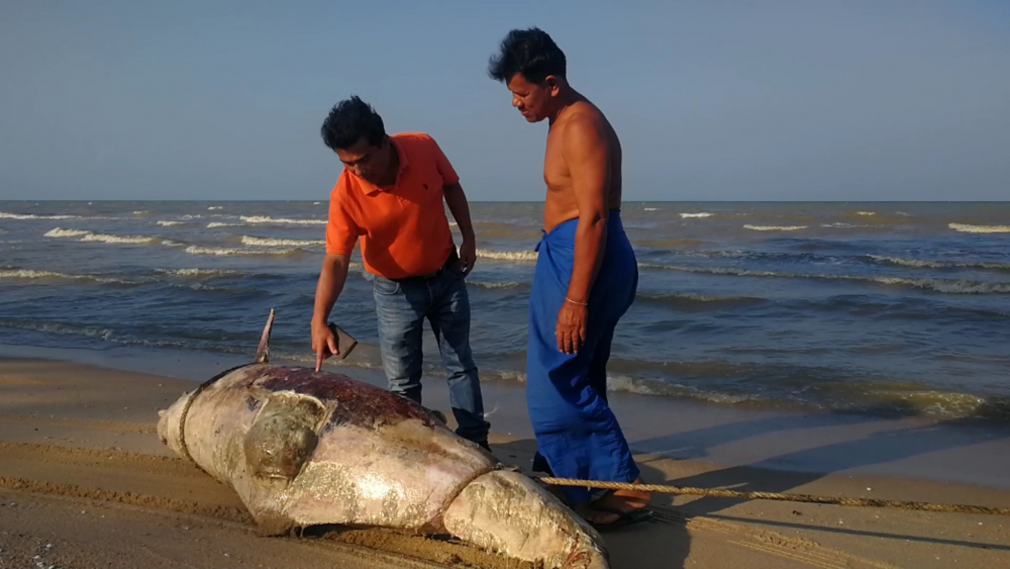 Bottlenose dolphin washes ashore in Surat Thani, third rare sea mammal this year