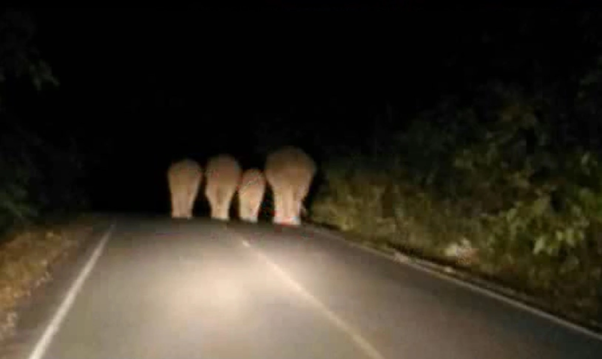 Elephant hit by car in Khao Yai, only dignity hurt