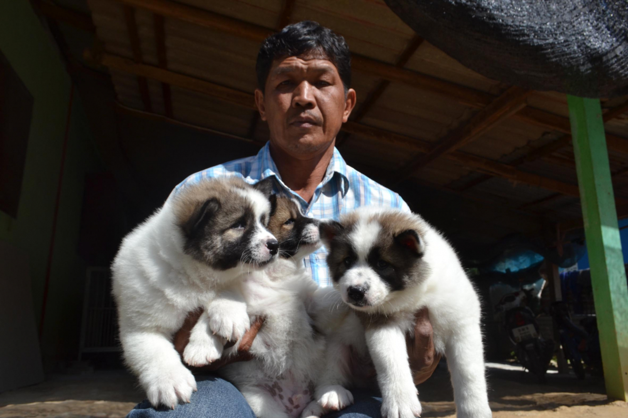 PM backs down as ‘puppy-gate’ graft inquiry piles pressure on alleged govt corruption