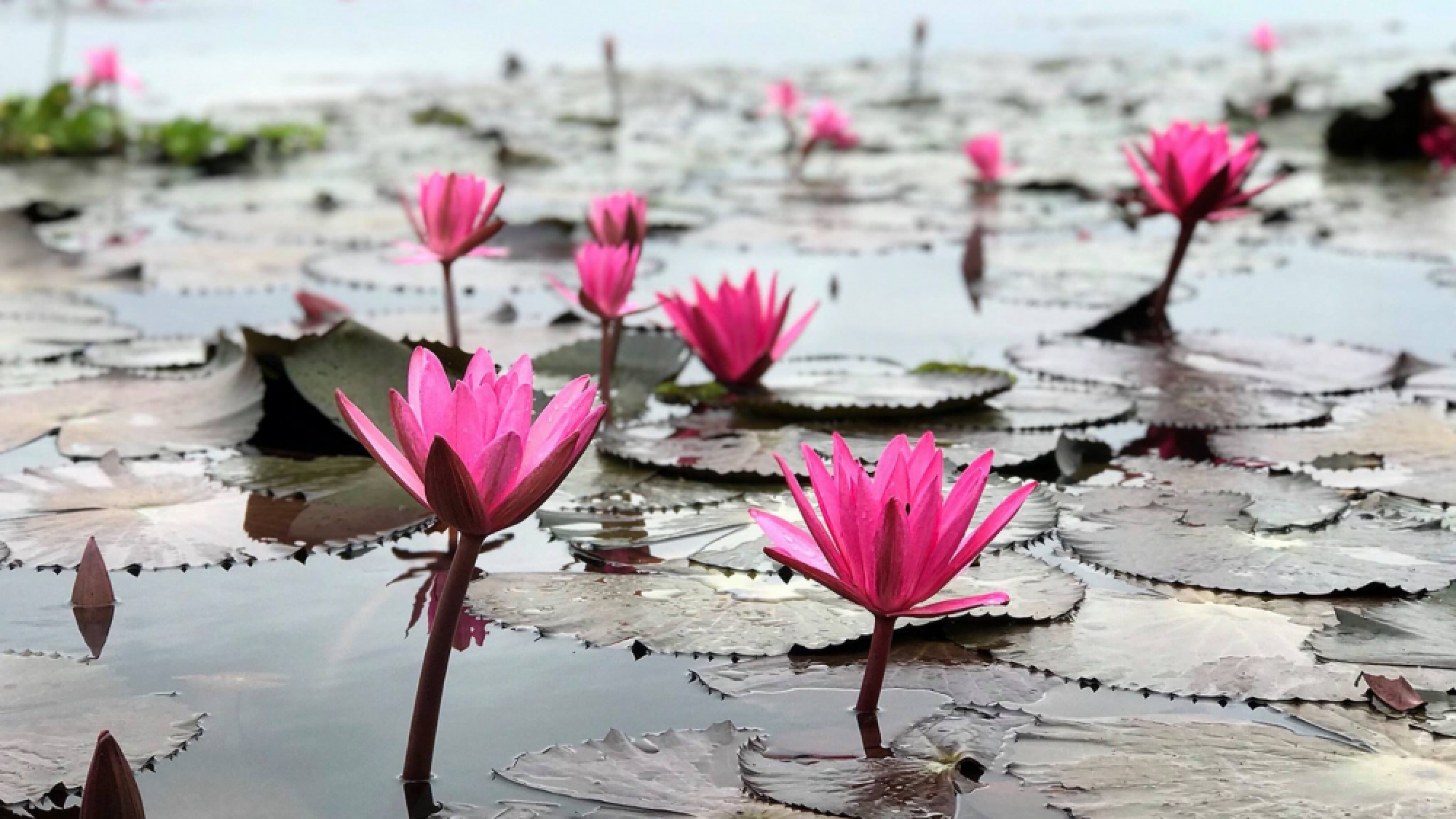 Lotus blooms lure tourists to Nong Khai
