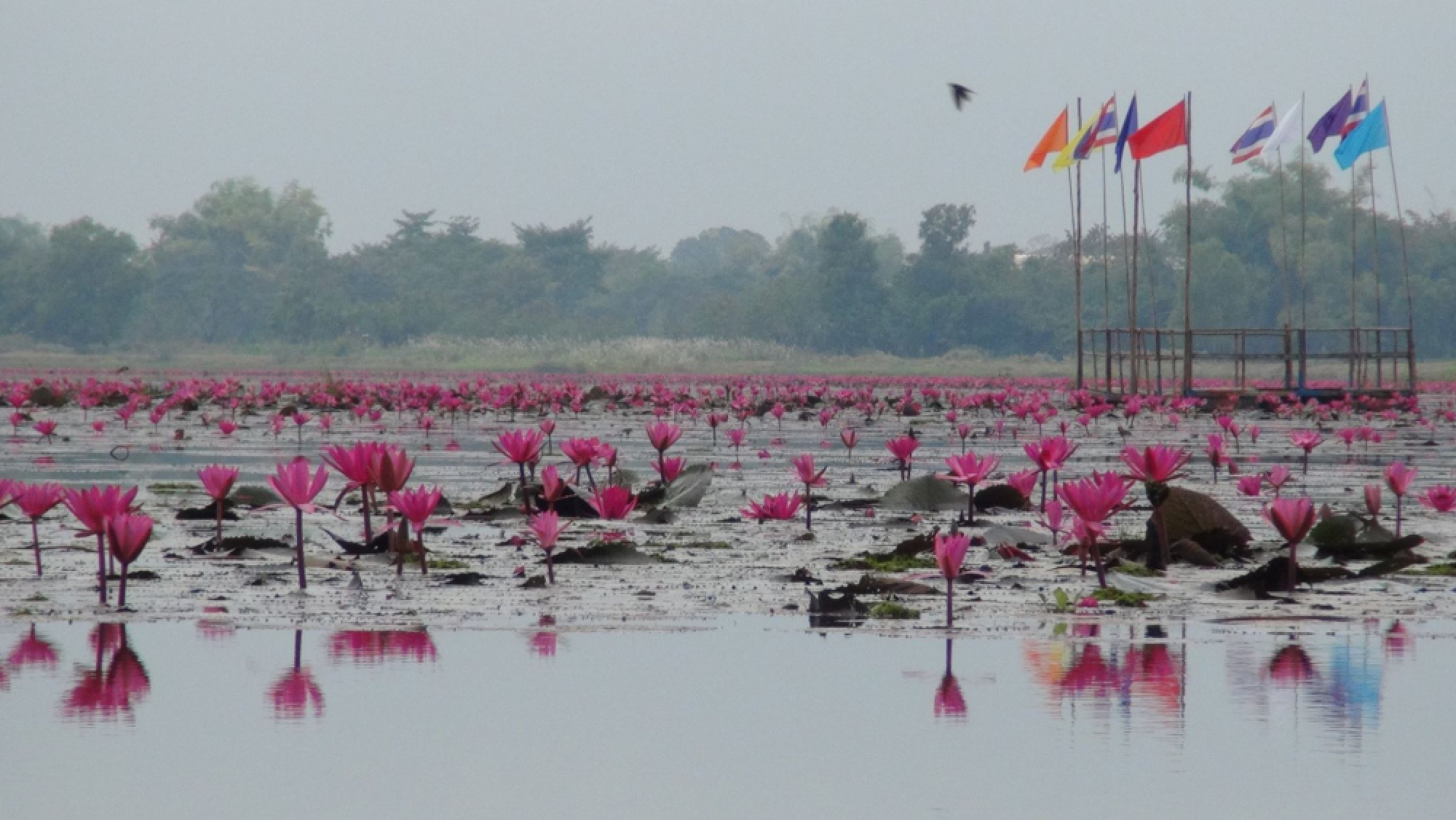 Lotus blooms lure tourists to Nong Khai