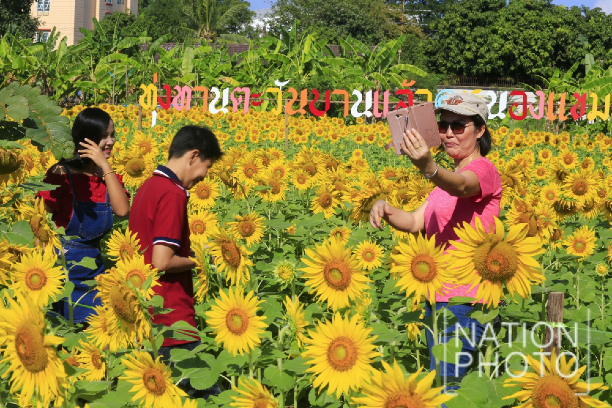 Sunflowers brighten up the cityscape