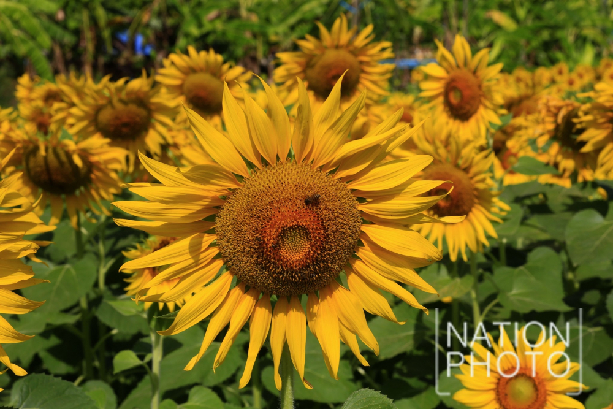 Sunflowers brighten up the cityscape