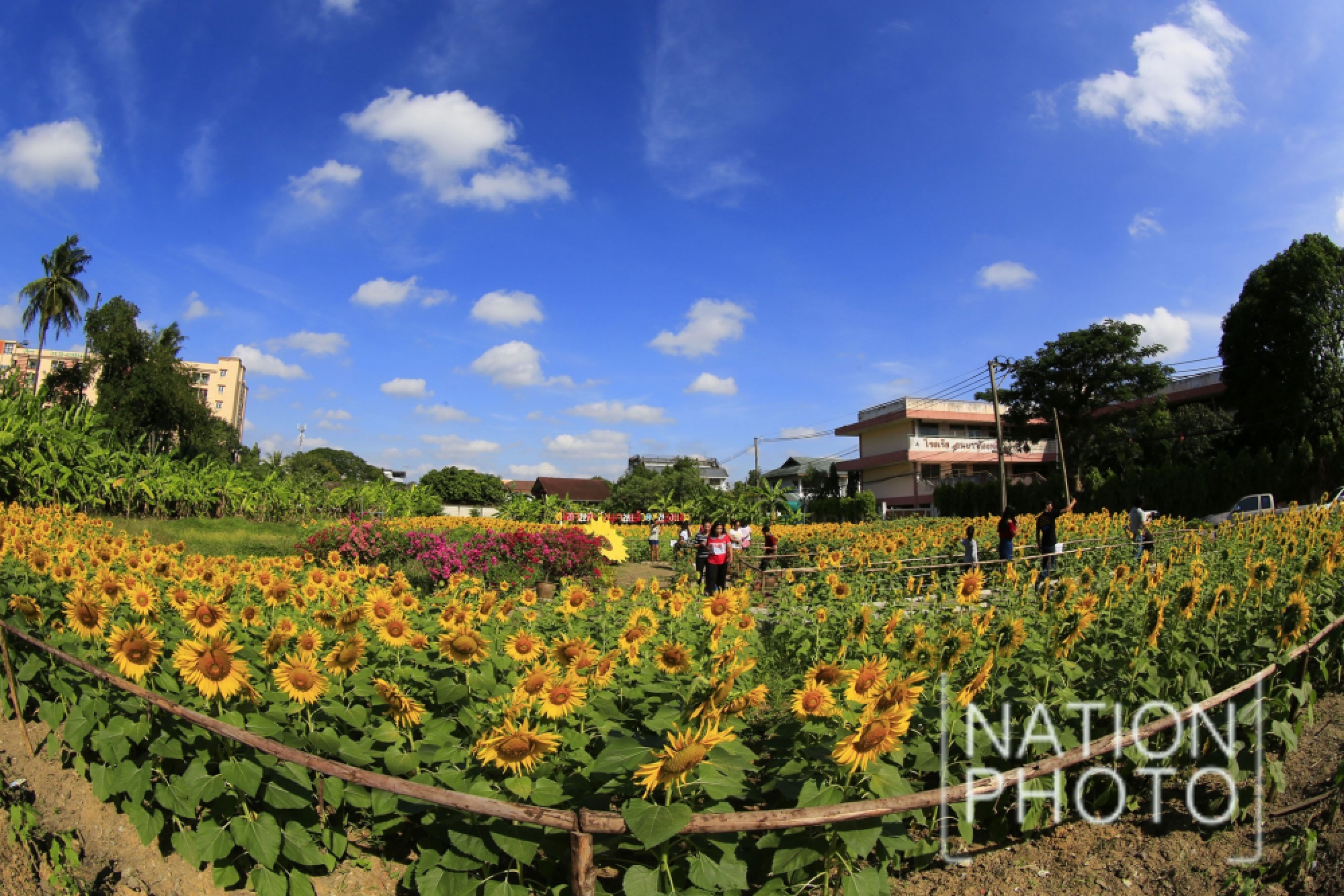 Sunflowers brighten up the cityscape