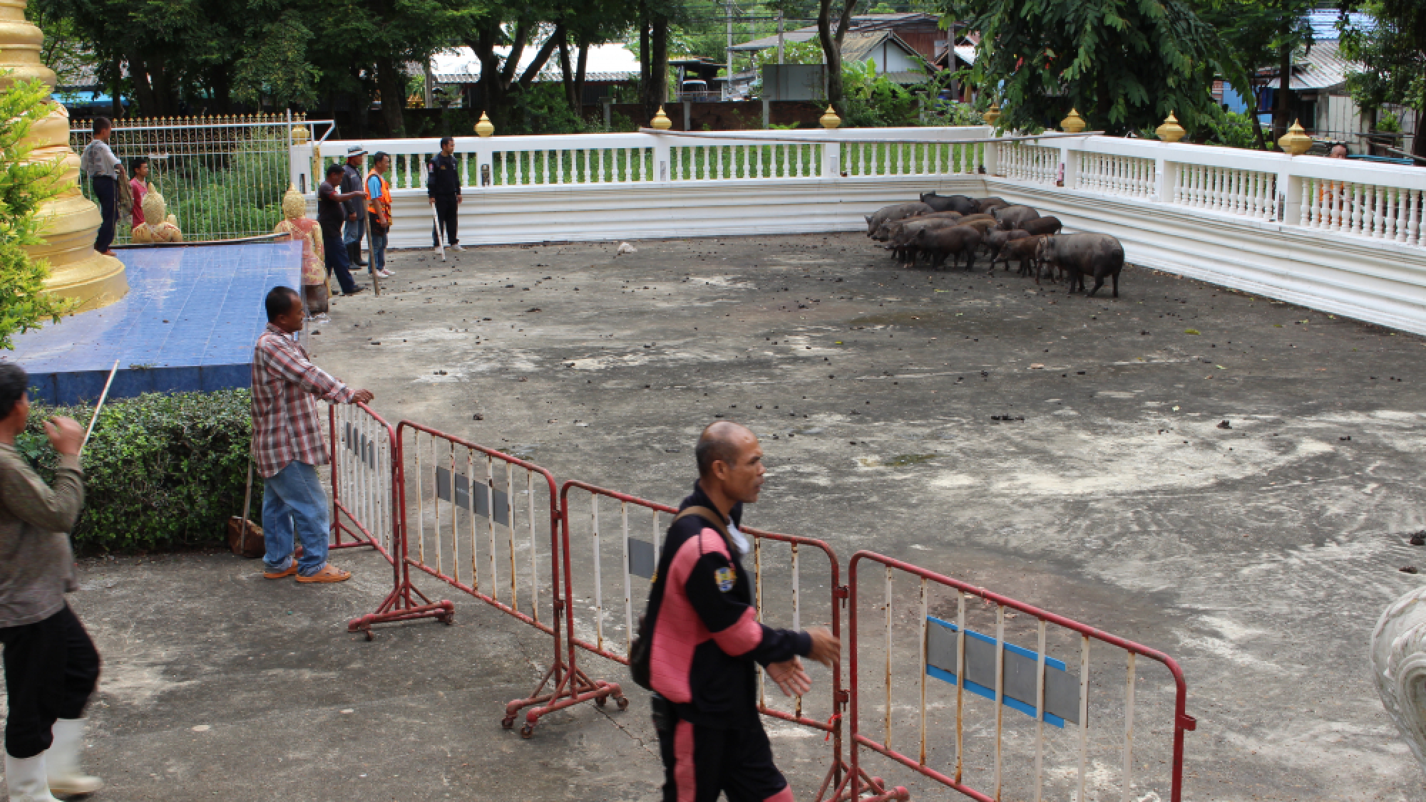 Rampaging wild boars rounded up in Ratchaburi