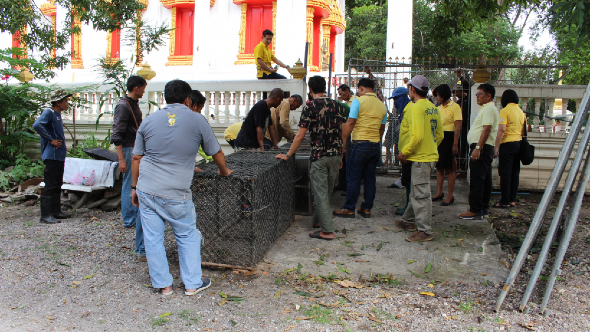 Rampaging wild boars rounded up in Ratchaburi