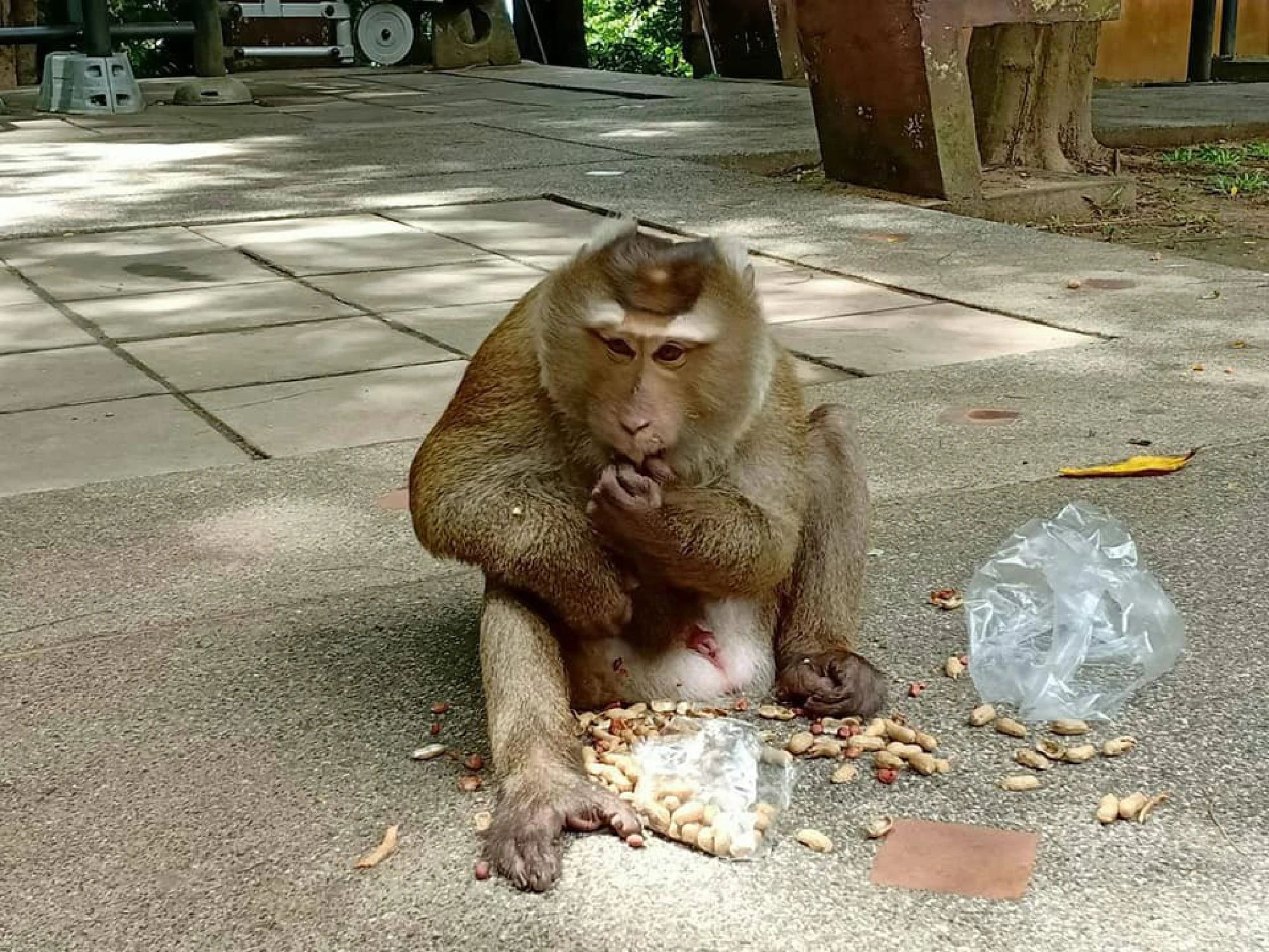 Koh Payu monkeys get a seafood feast