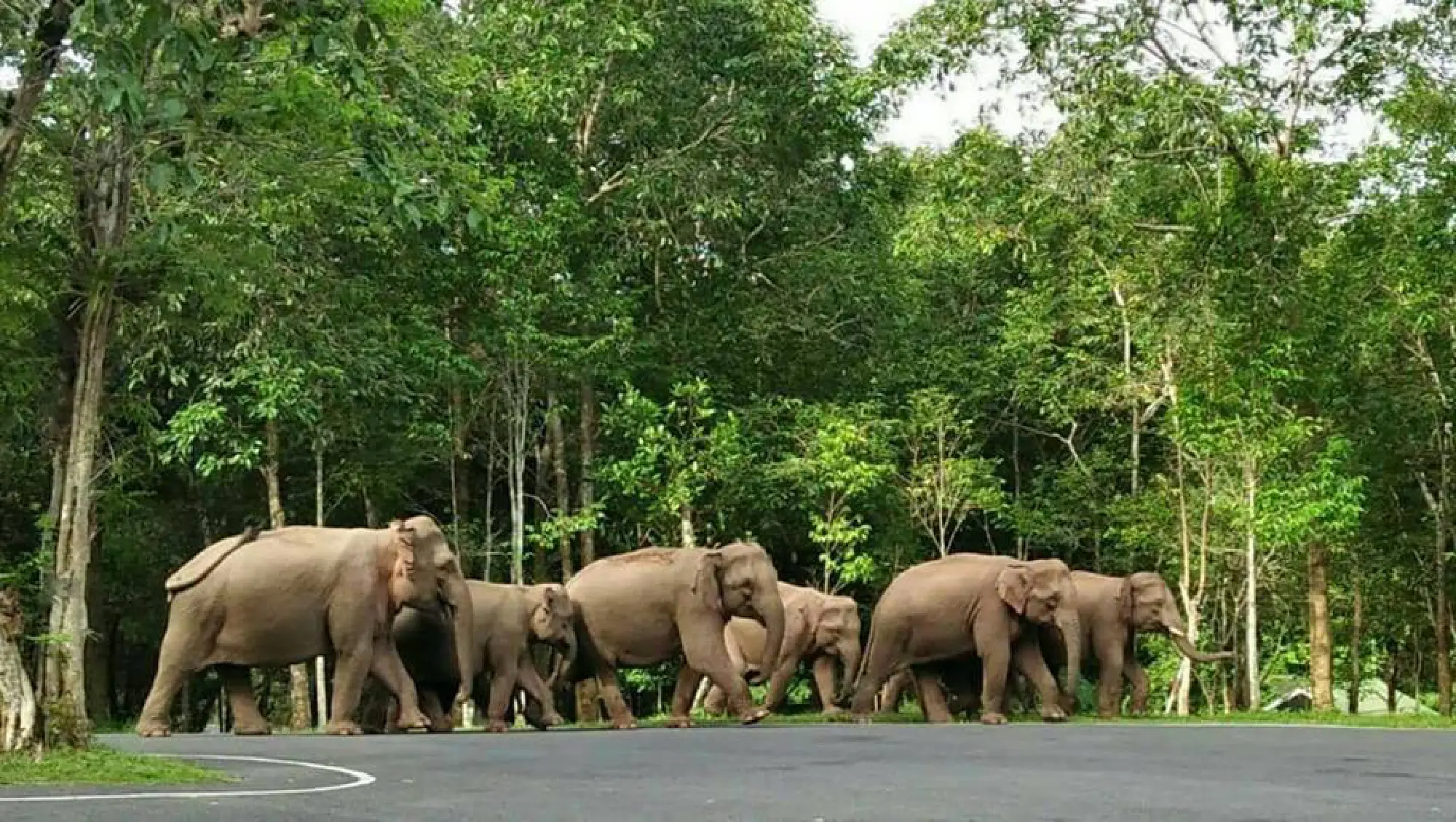 Seeking peace with the pachyderms