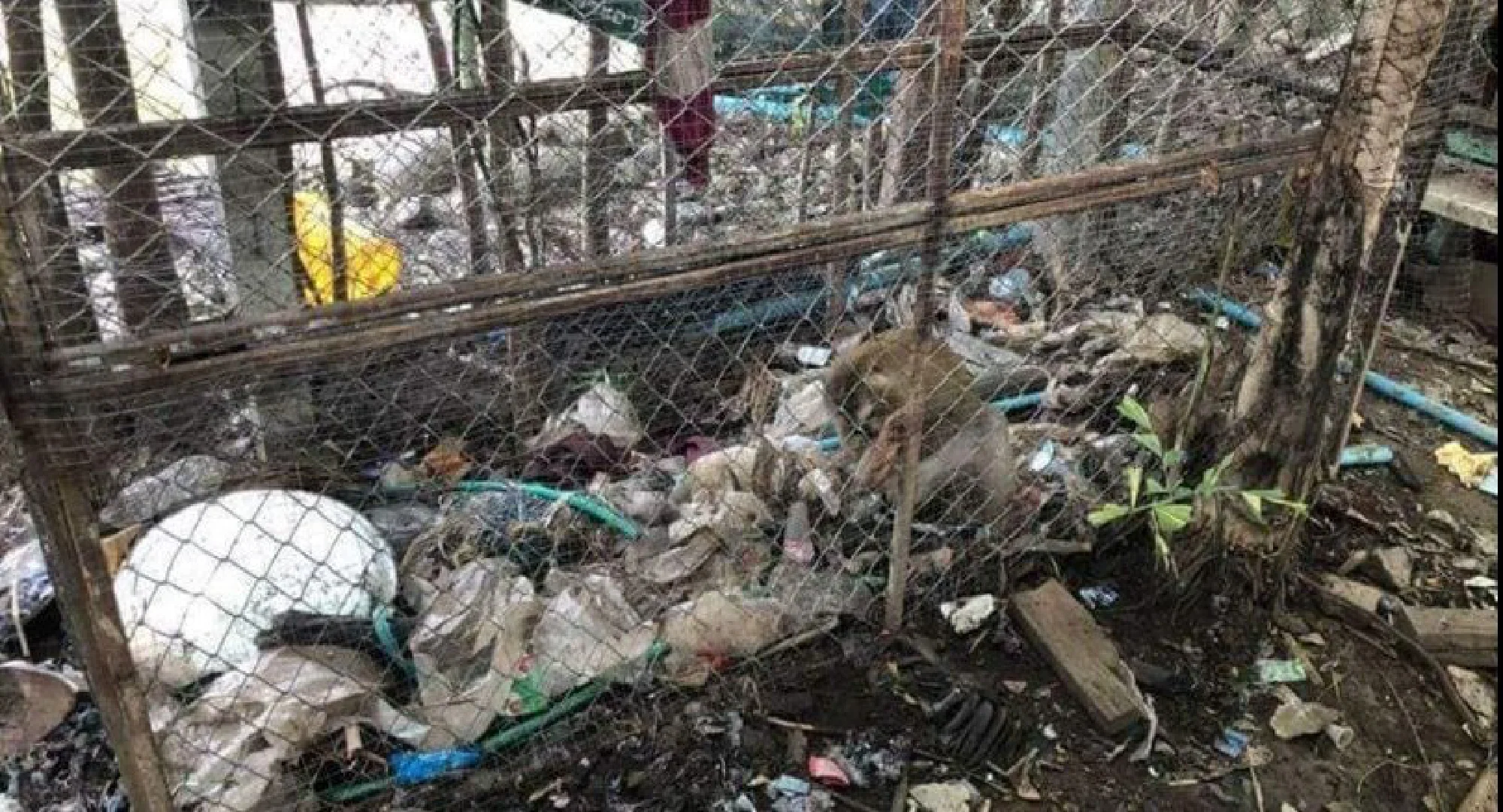 Facebook user calls for urgent rescue of monkey from temple cage