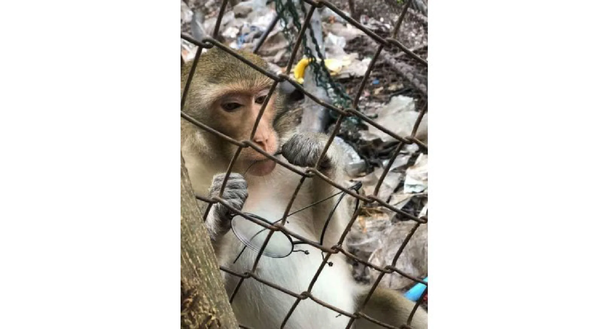 Facebook user calls for urgent rescue of monkey from temple cage