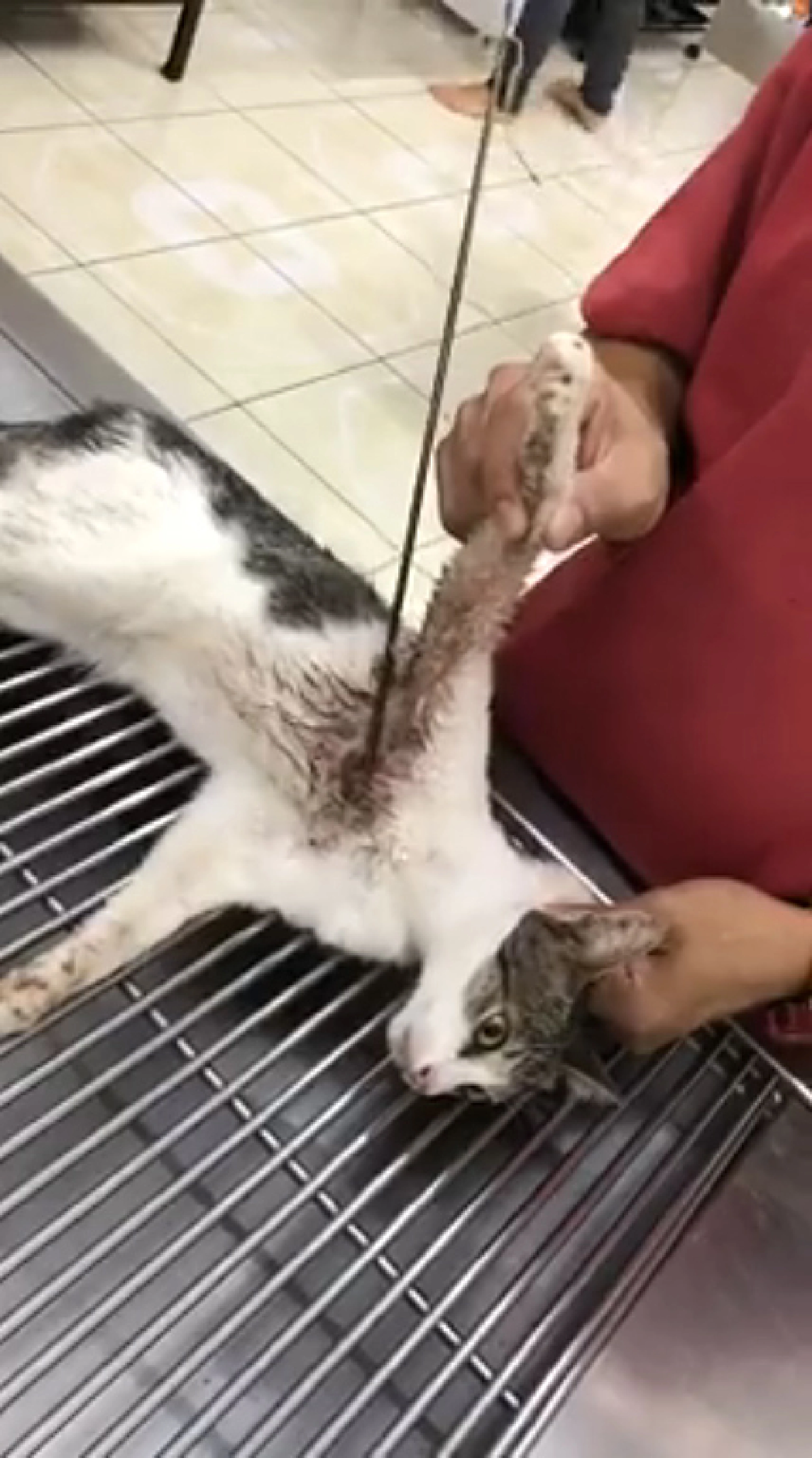Police launches manhunt for suspect for serial cat shooting