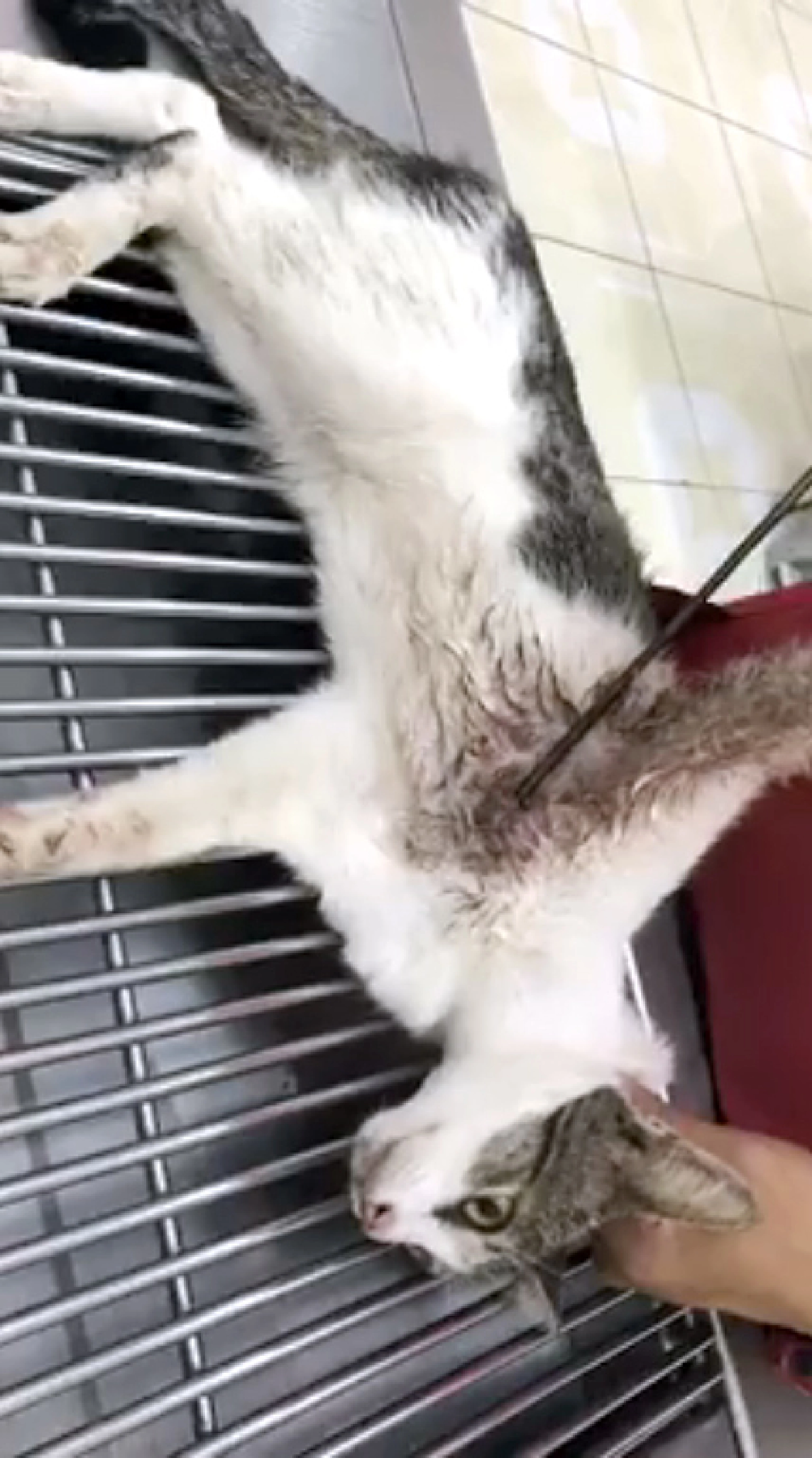 Police launches manhunt for suspect for serial cat shooting