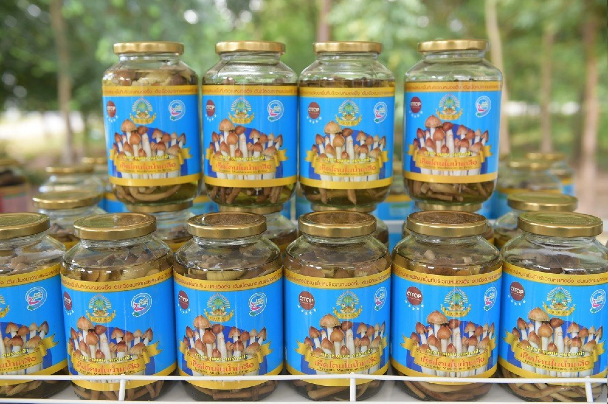 Abundance of royal graciousness