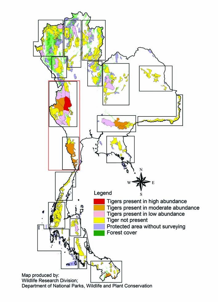 New Discovery of Second Tiger Population in Thailand Found in Thap Lan  World Heritage Park, News
