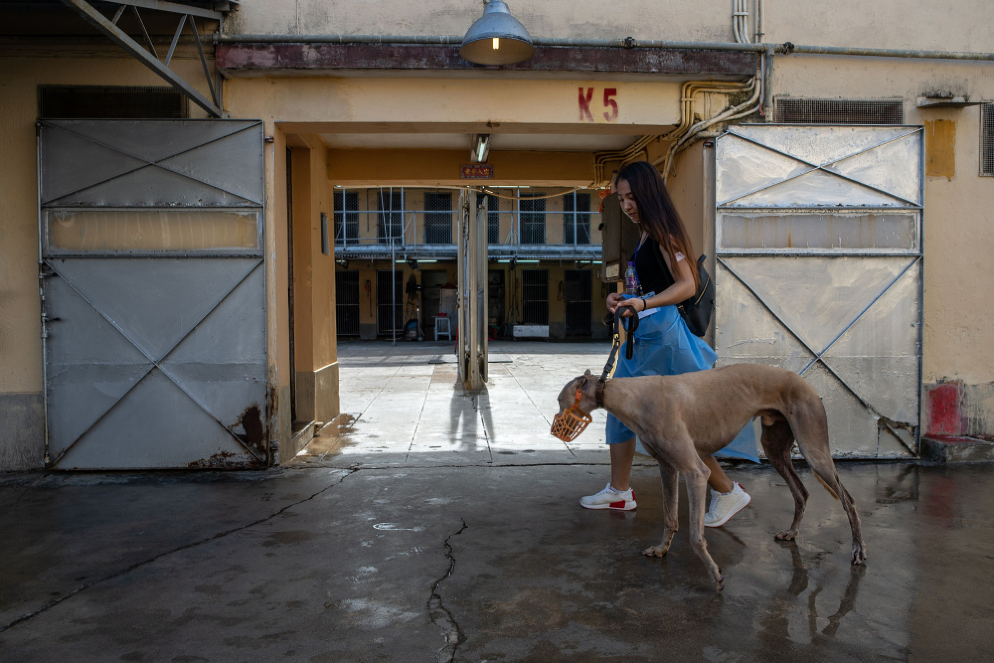Hundreds of Macau greyhounds await their forever homes