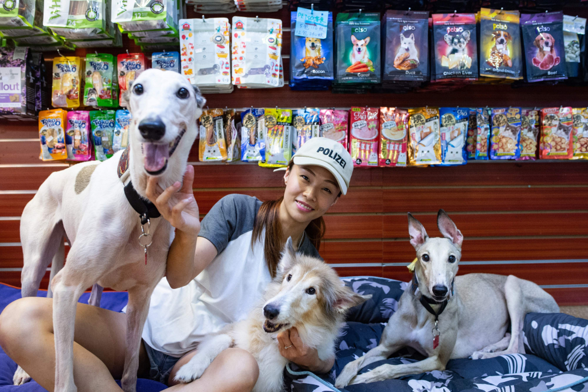 Hundreds of Macau greyhounds await their forever homes