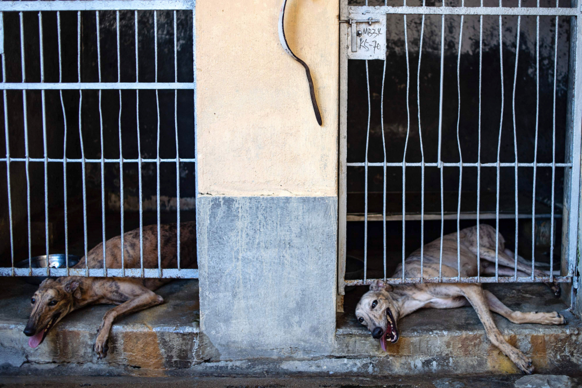Hundreds of Macau greyhounds await their forever homes