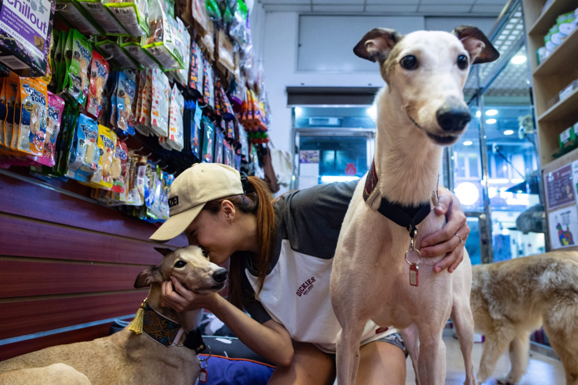 Hundreds of Macau greyhounds await their forever homes