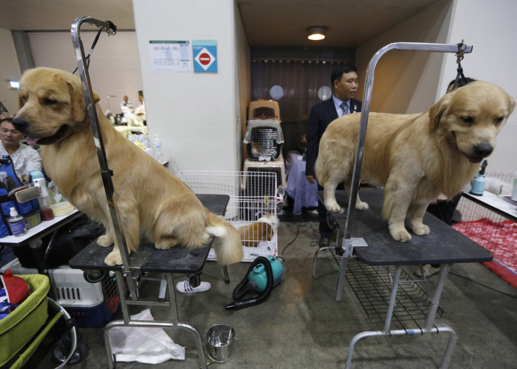 Thailand International Dog Show 2018 in Bangkok