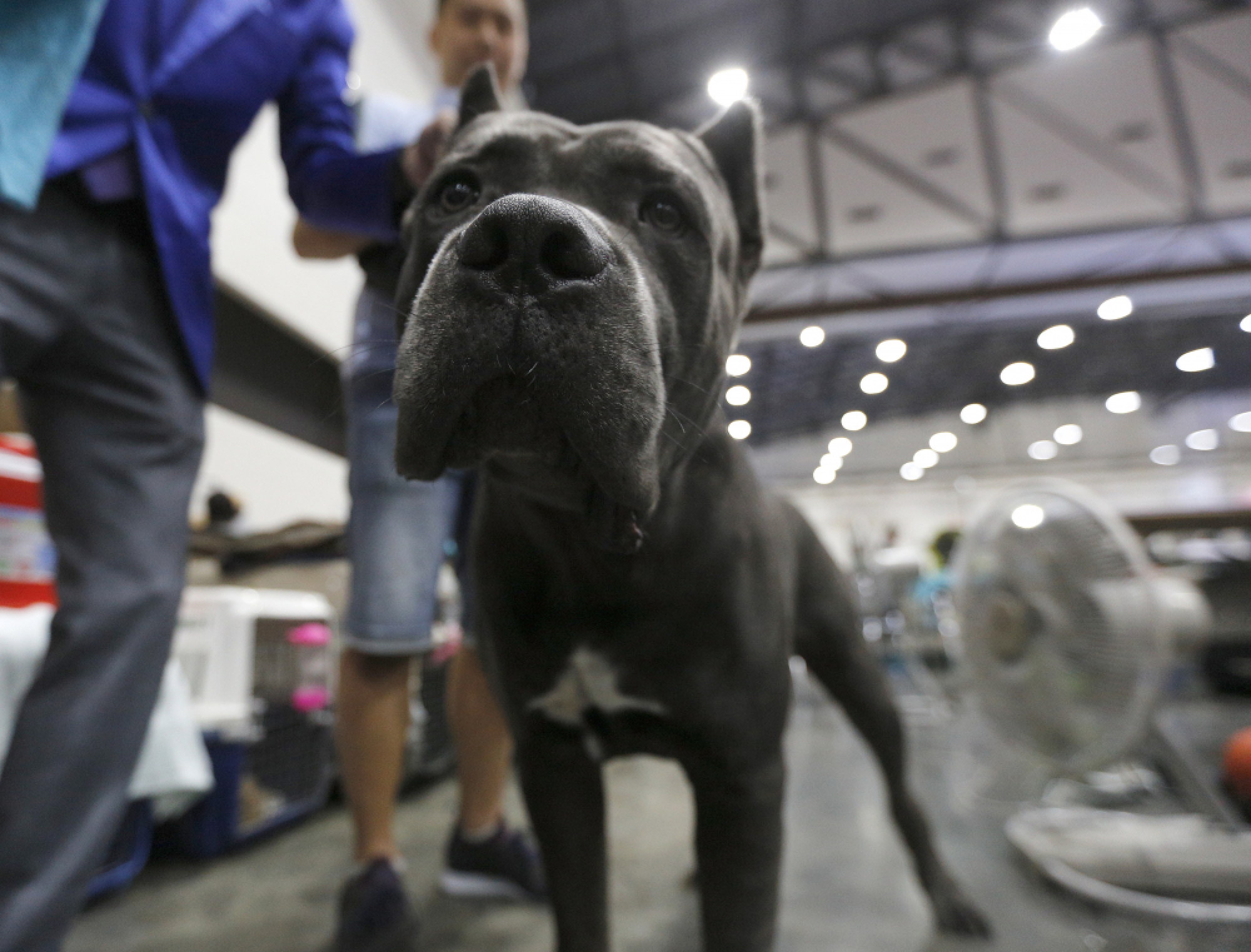 Thailand International Dog Show 2018 in Bangkok